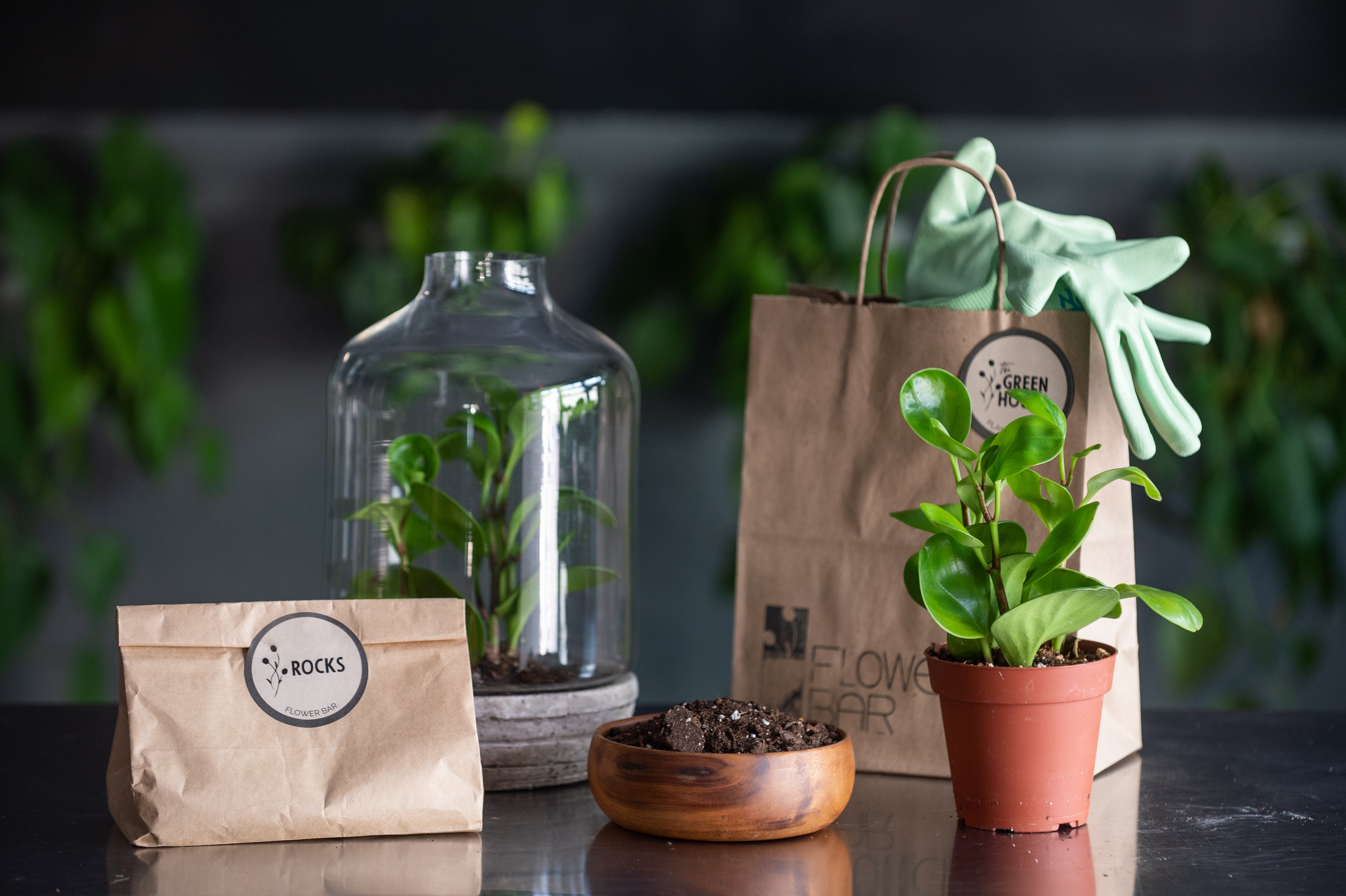 DIY Plant Kits to do at home