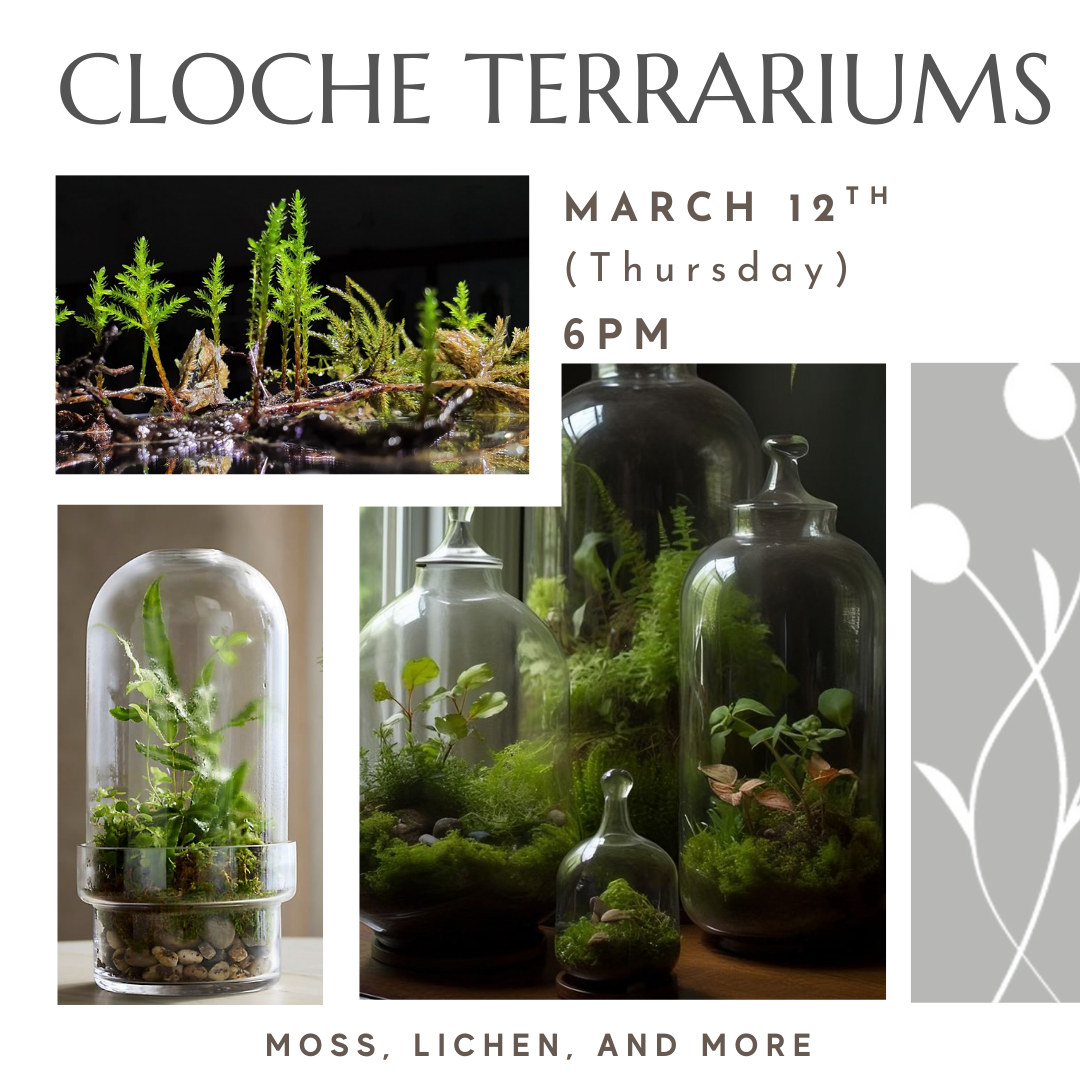 Make an enclosed terrarium of moss, ferns, and green plants at this workshop