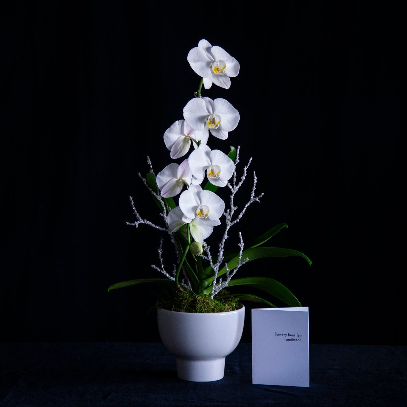 white orchid plant with frosty branches