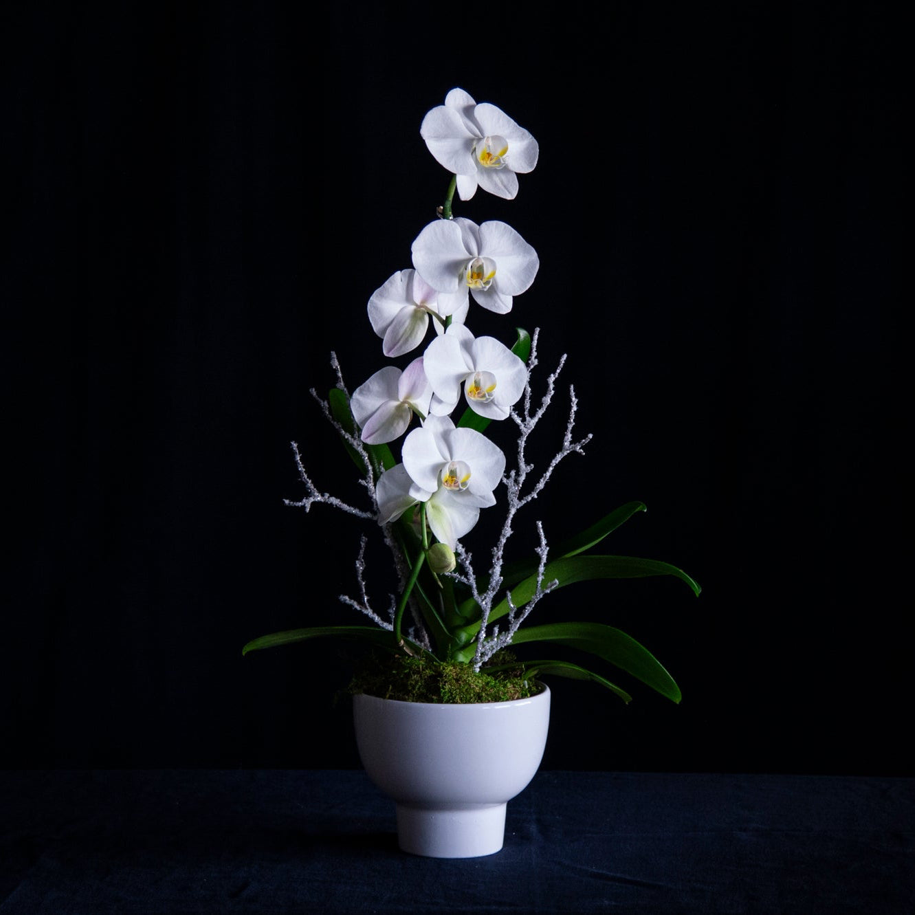 white orchid with frosty branches