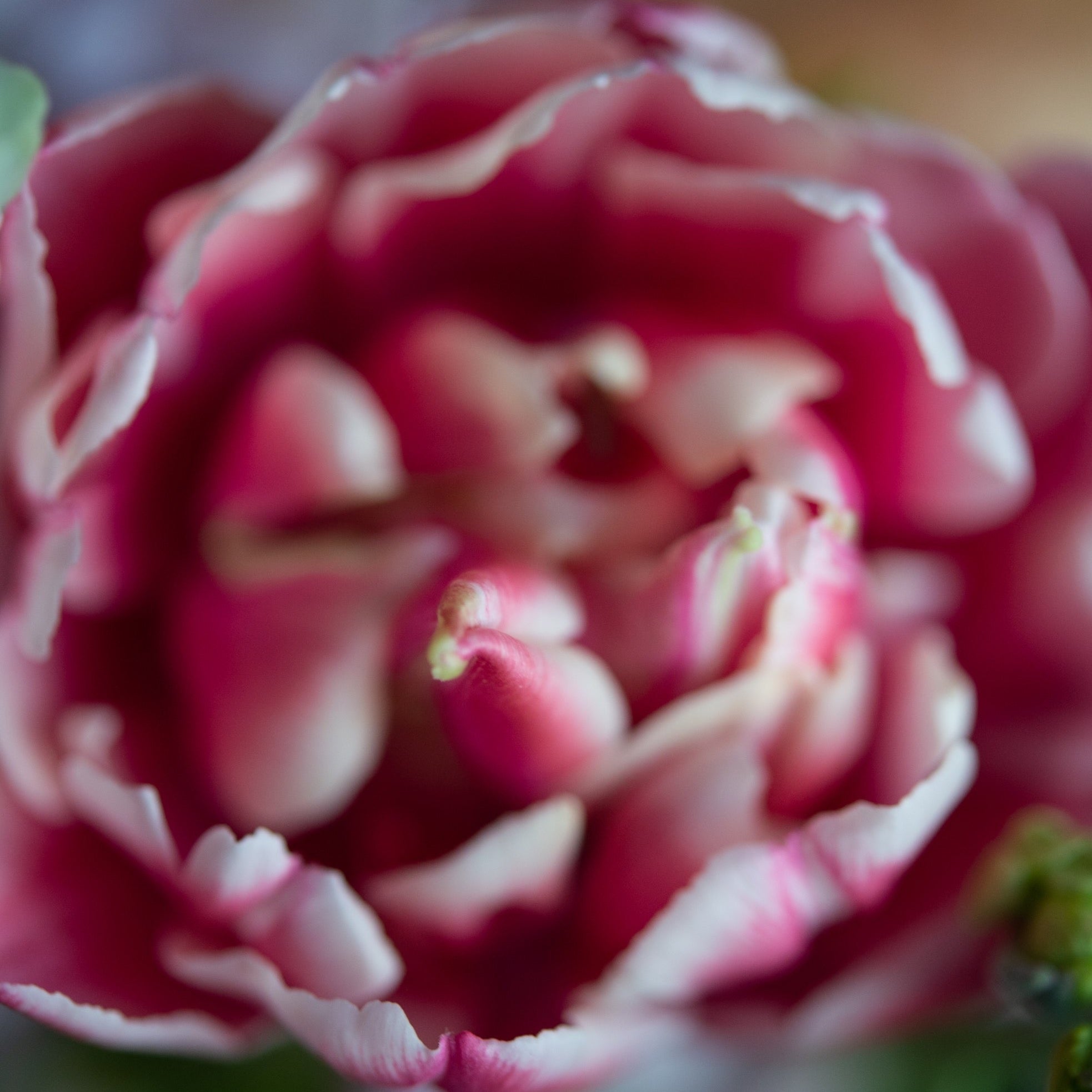 Pink tulips and peonies for Mother's Day flowers