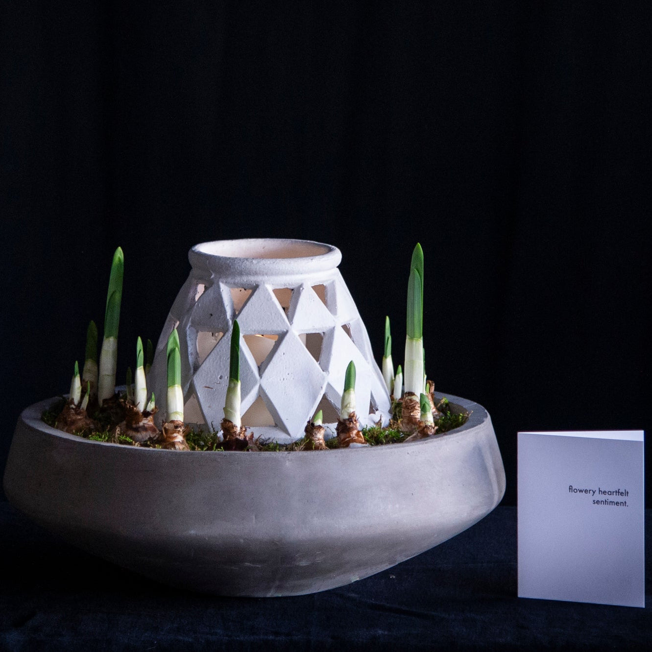 paperwhites with a lantern