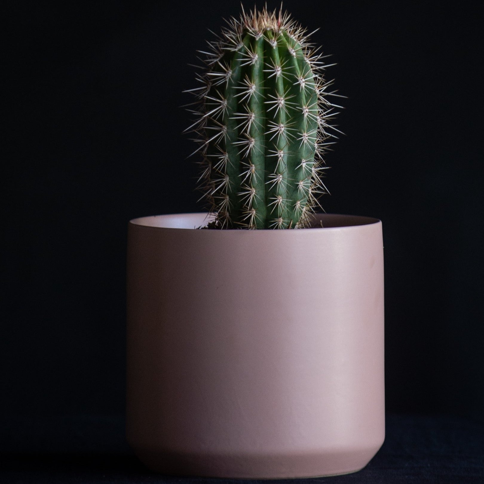 Potted cactus in blush ceramic container, cactus gift