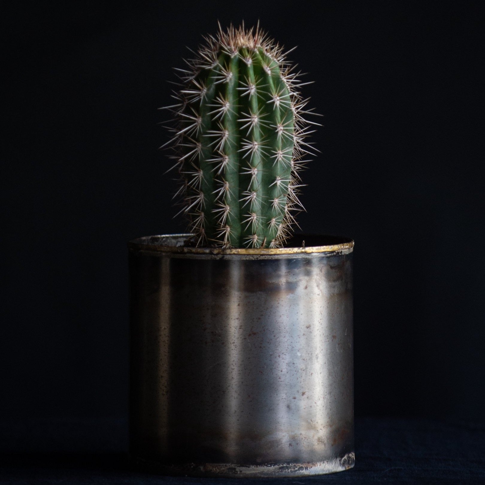 Potted Cactus Gift in Metal Container