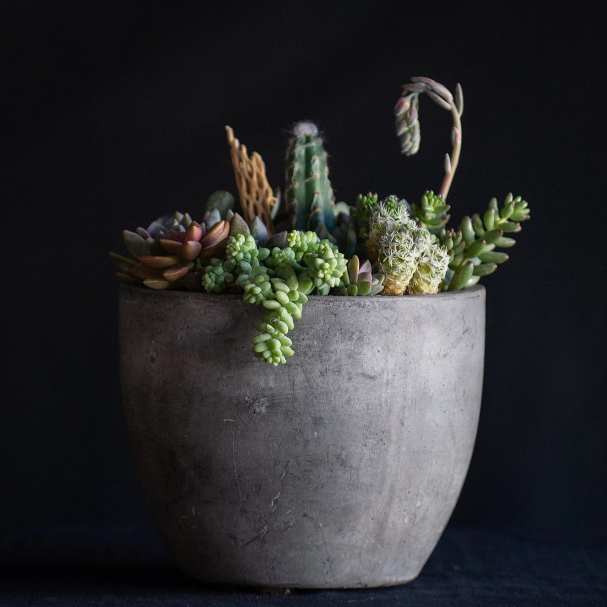 desert beauty succulent garden teleflora Desert Terrarium – Flower Bar