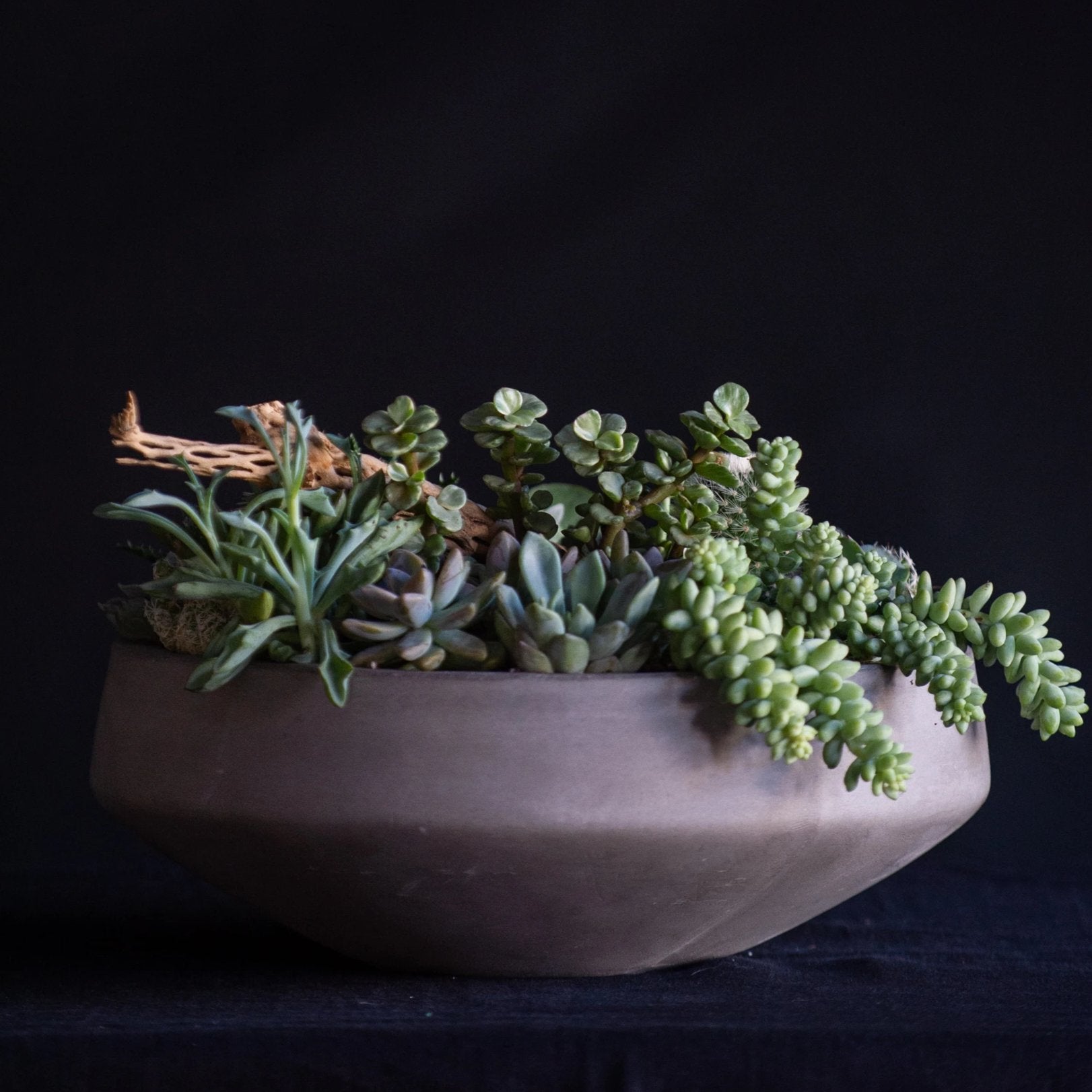 Large Desert Terrarium filled with succulents and cactus in a large concrete vessel finished with a cholla branch.