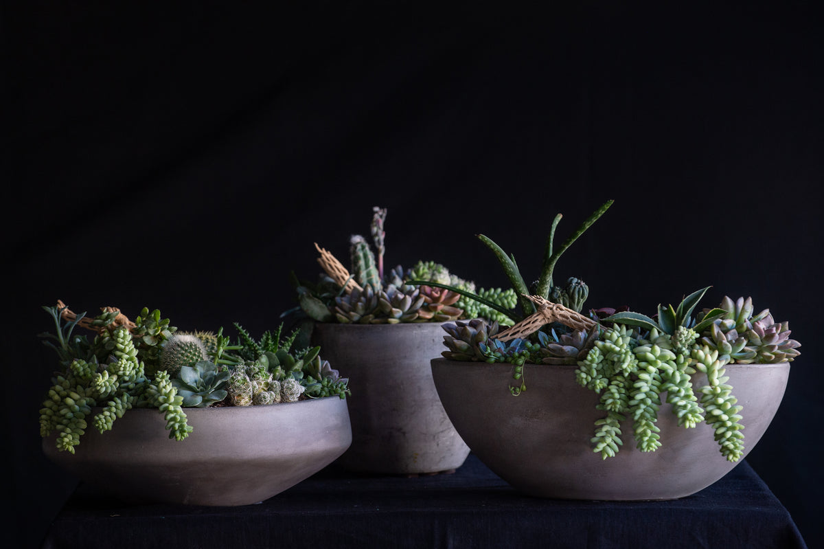 desert beauty succulent garden teleflora Desert Terrarium – Flower Bar