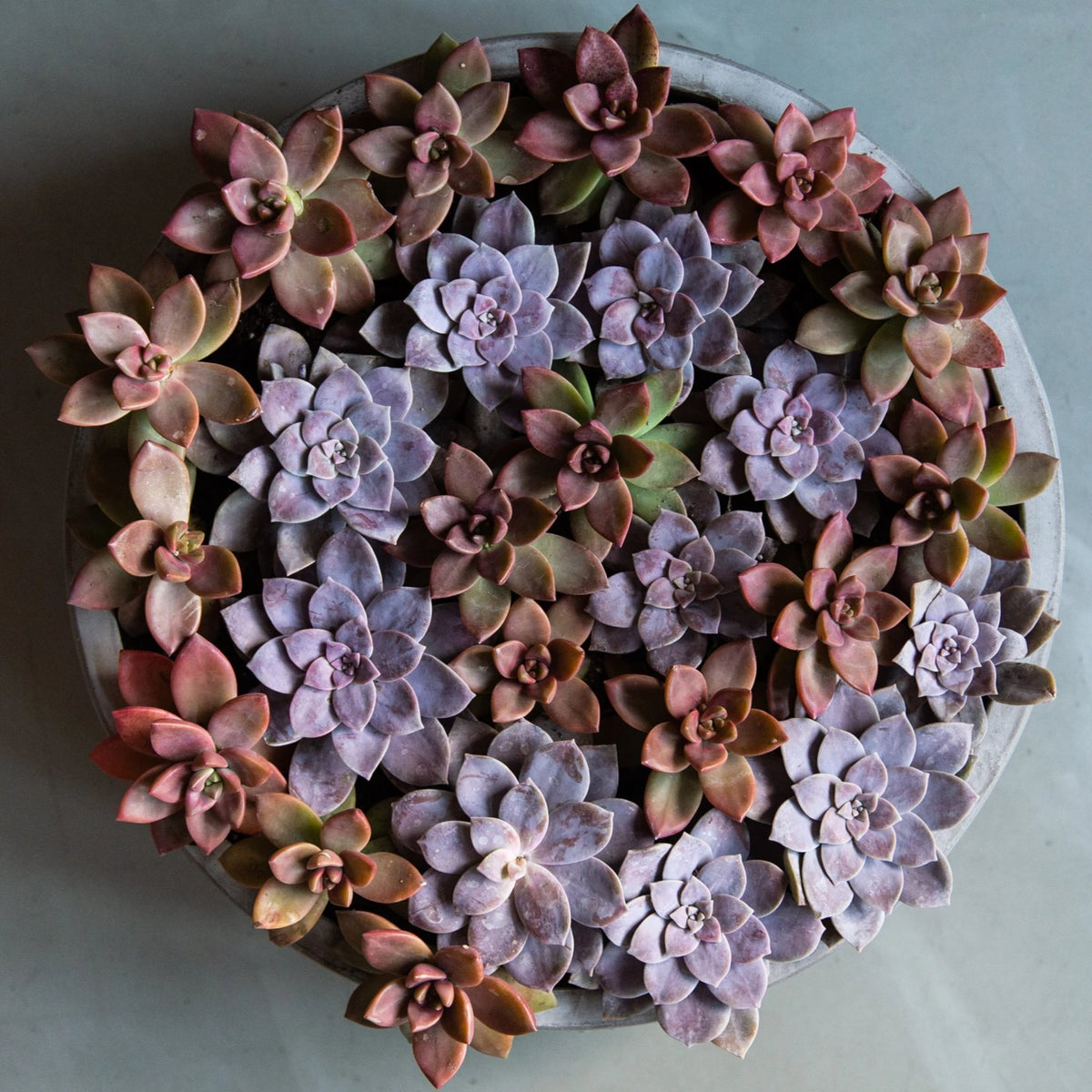 wispy succulents Succulent Swirl – Flower Bar