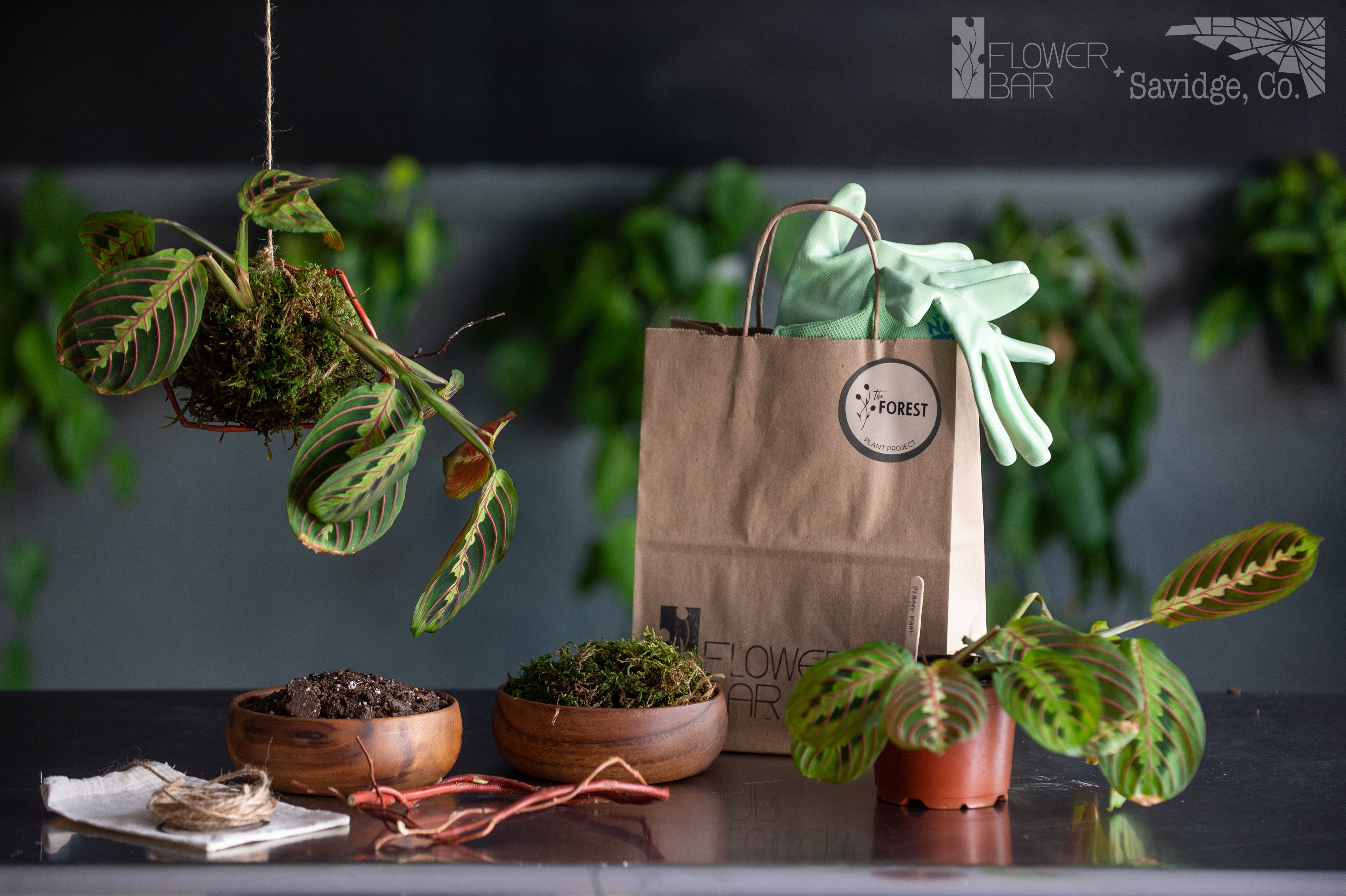 The Forest Plant Project, pictured is a finished Kokedama and the ingredients