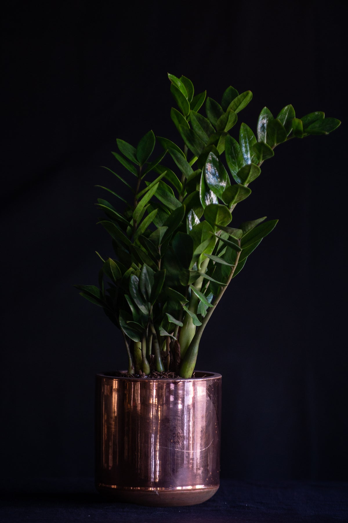 ZZ Plant – Flower Bar