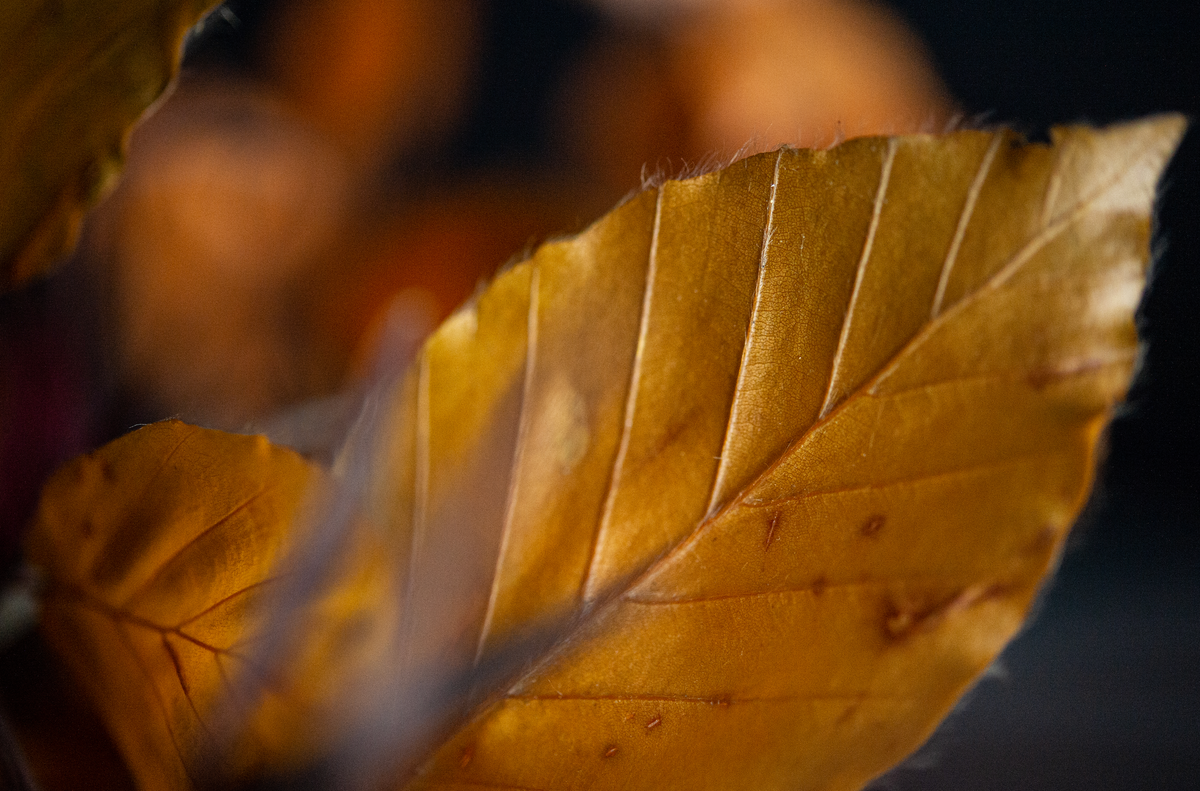 Fall Favorites