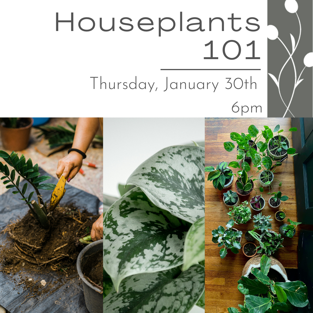 Houseplant 101 workshop learn the dos and do nots of basic houseplant care