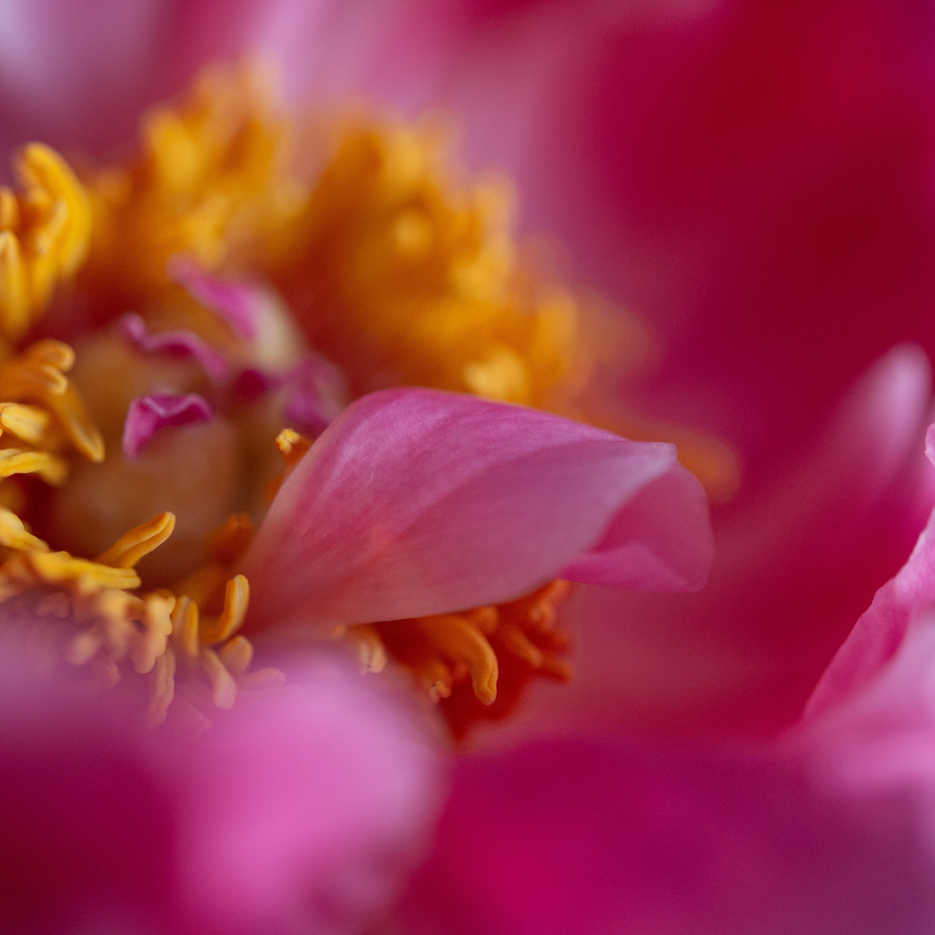 Peonies for Mothers Day