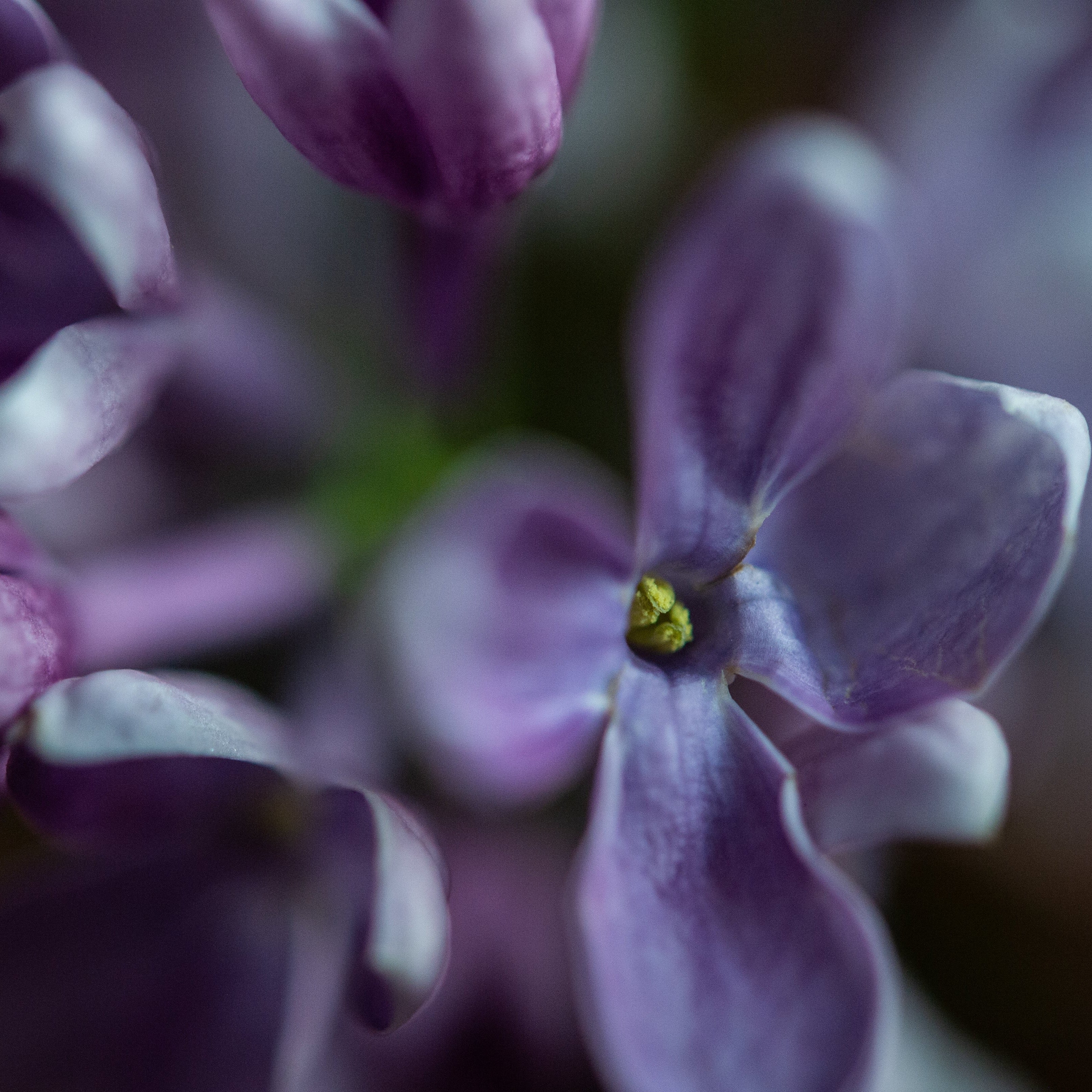 The May Queen