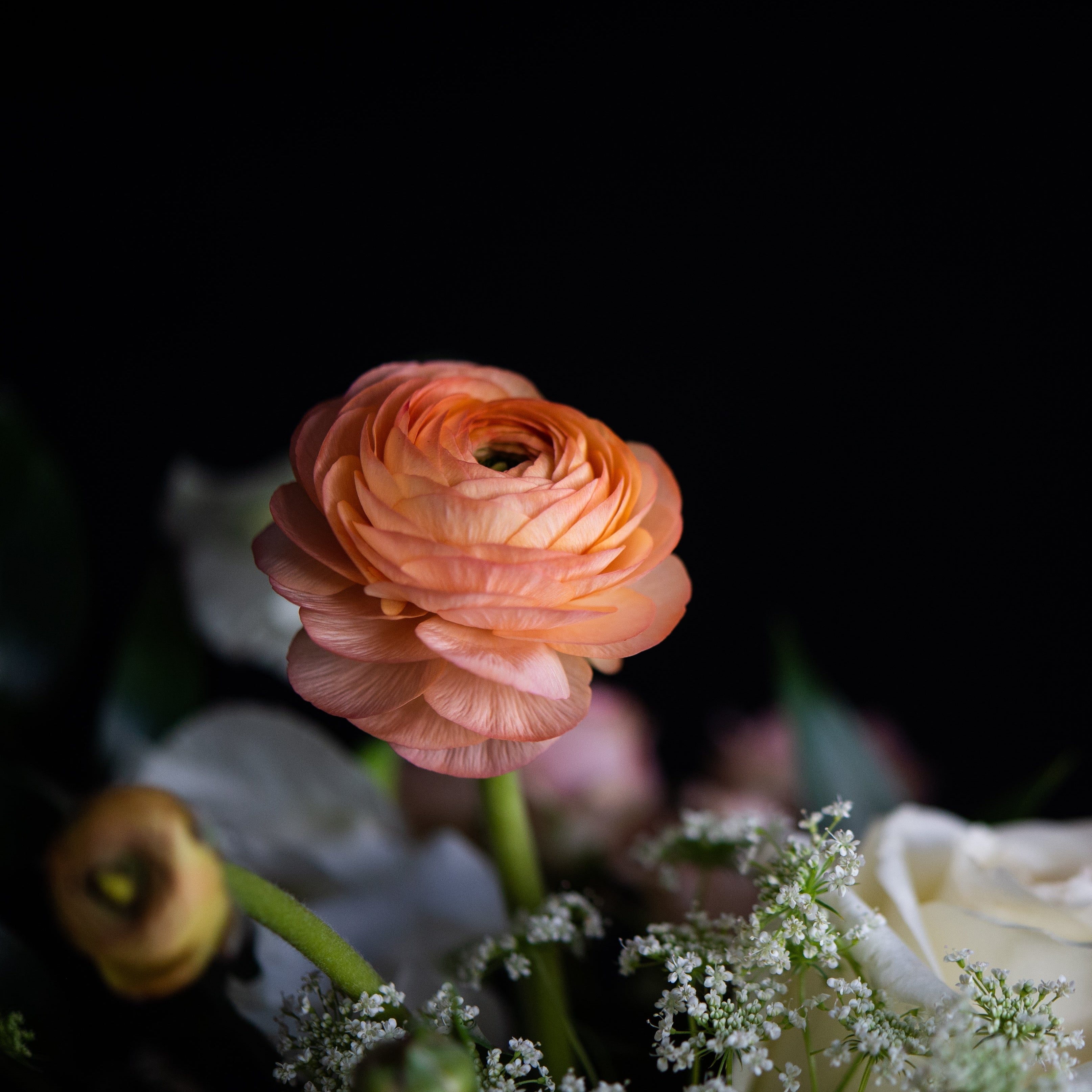Peach Ranunculus and roses with queen Anne's lace for Mother's Day flowers