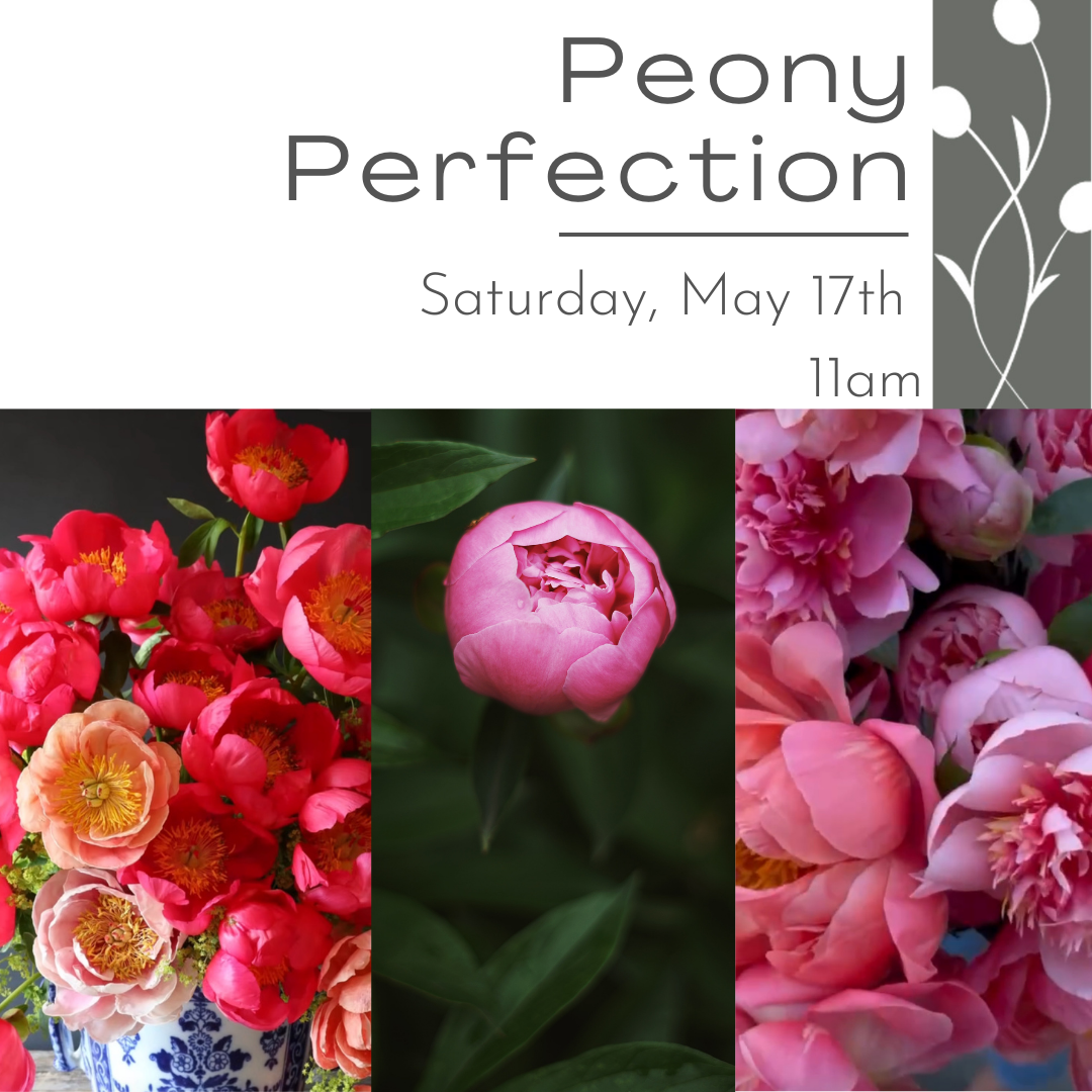 Learn how to make peonies the star of your floral design at the Peony focused workshop.