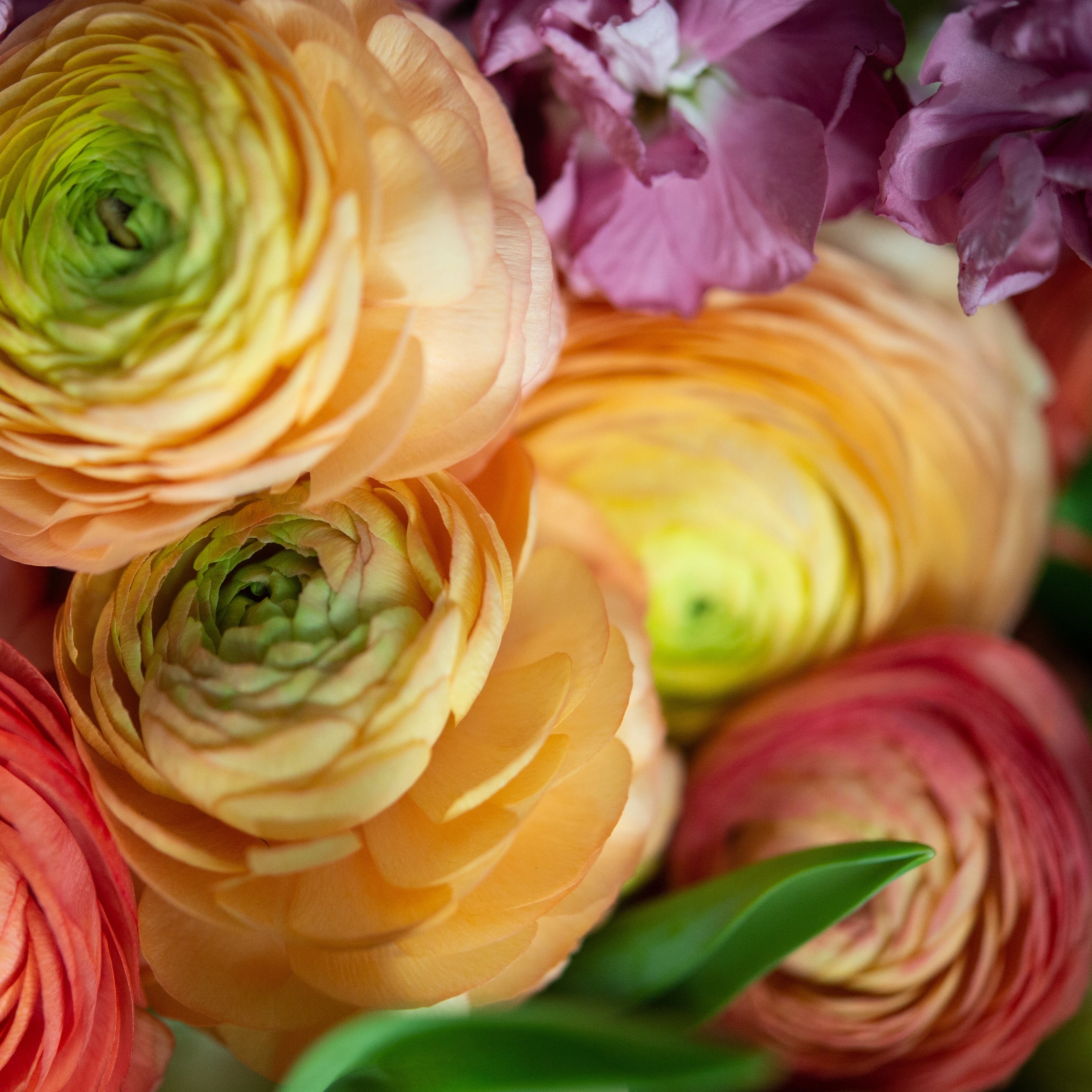 Mother's Day flowers in a pink vase with pastel hydrangea, ranunculus, tulips, and stock. 