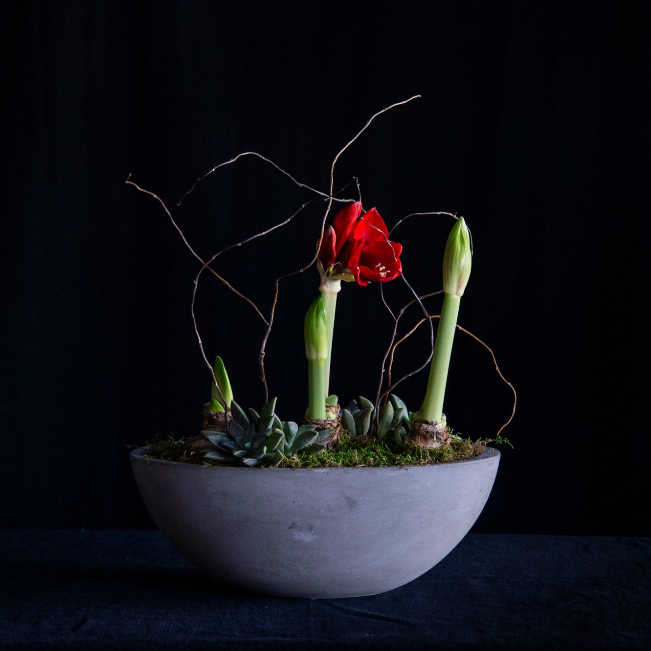 potted amaryllis bulbs