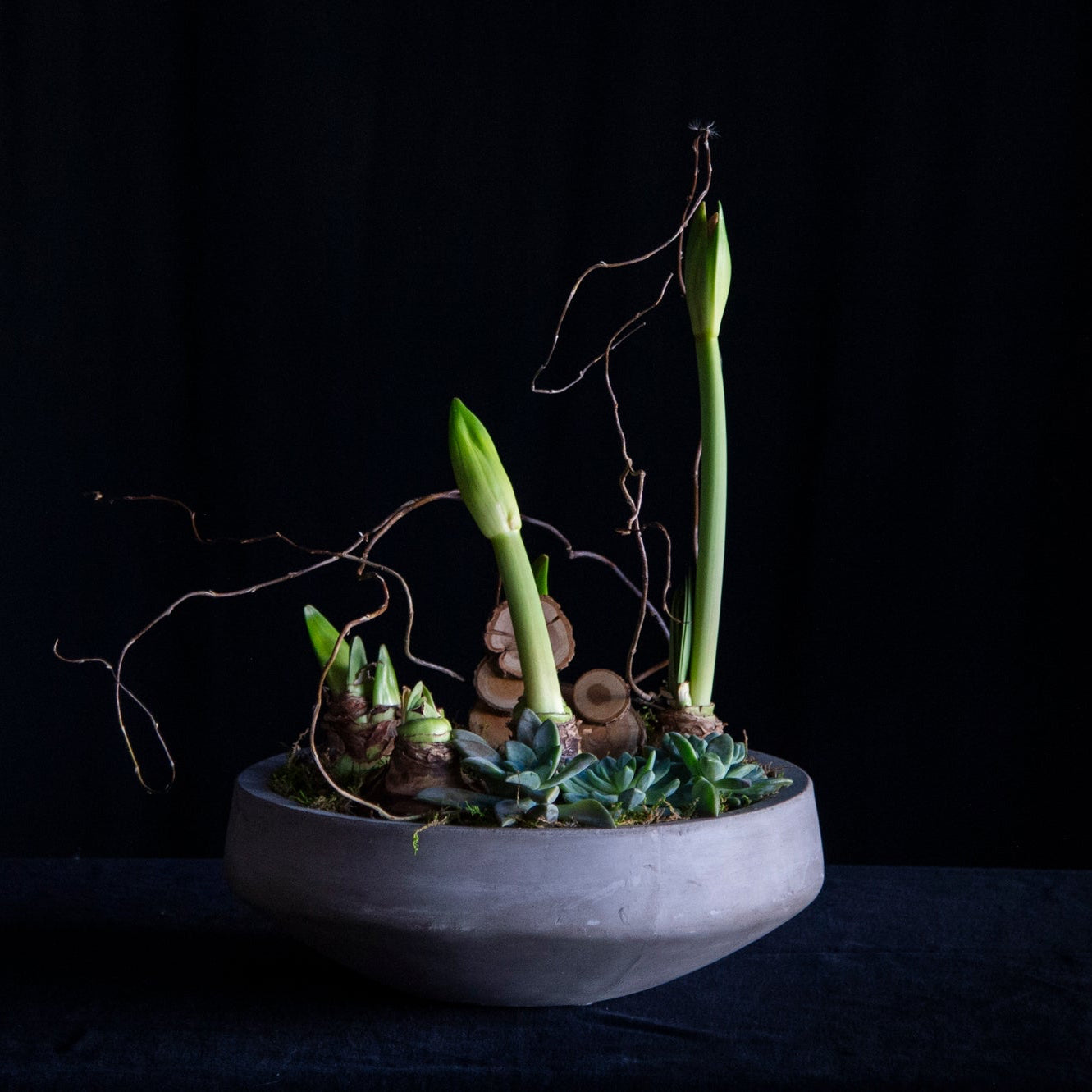 amaryllis planting with succulents