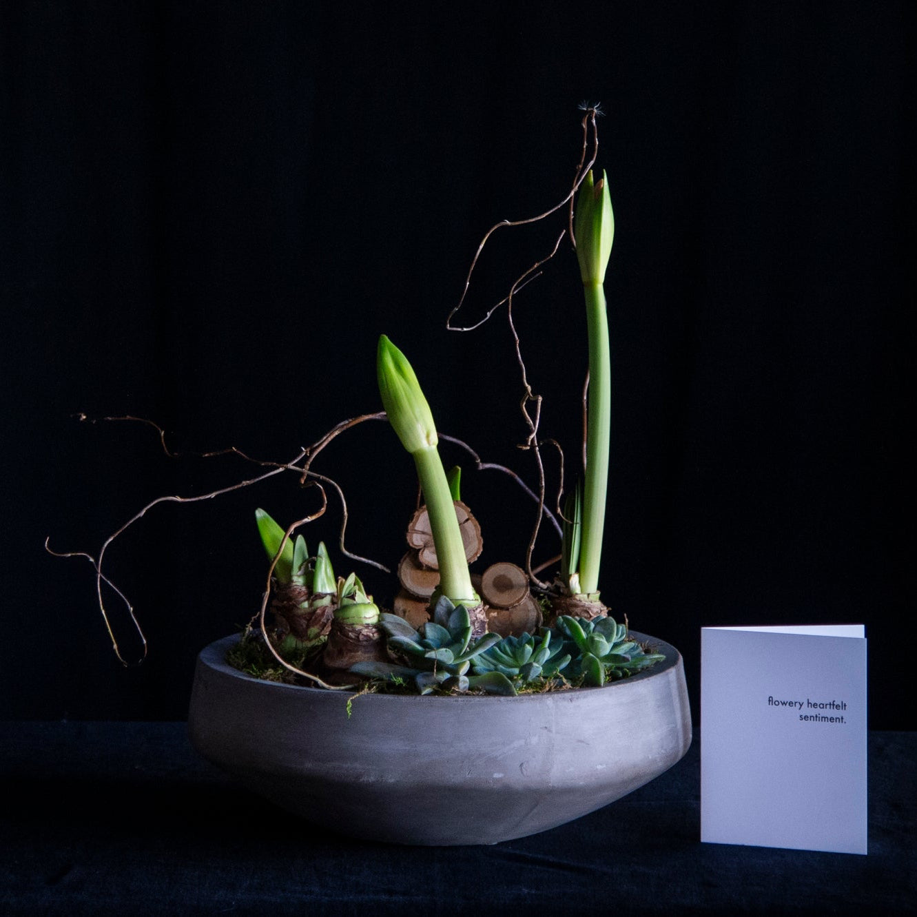 potted amaryllis with succulents 