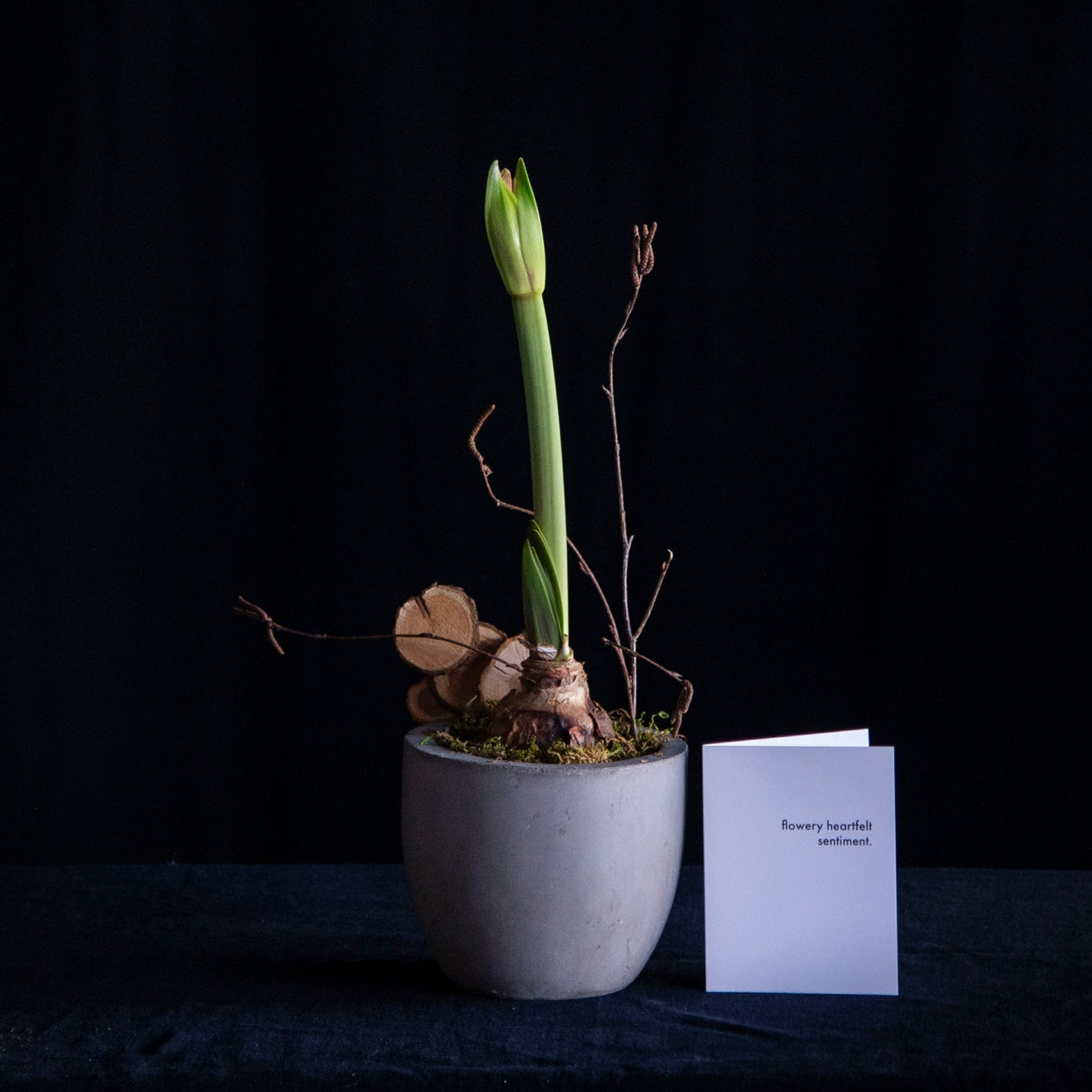 potted single amaryllis bulb