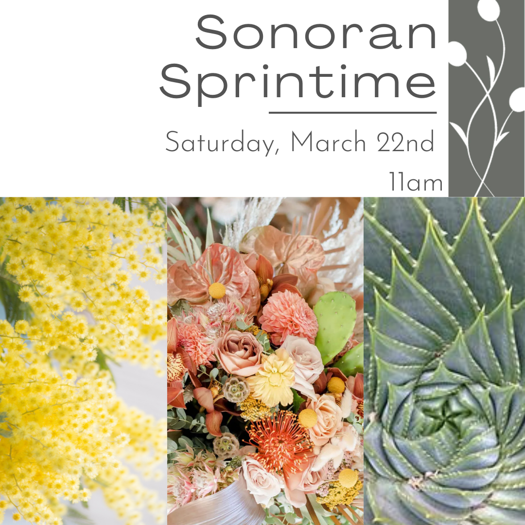 Sonoran Springtime March 22nd