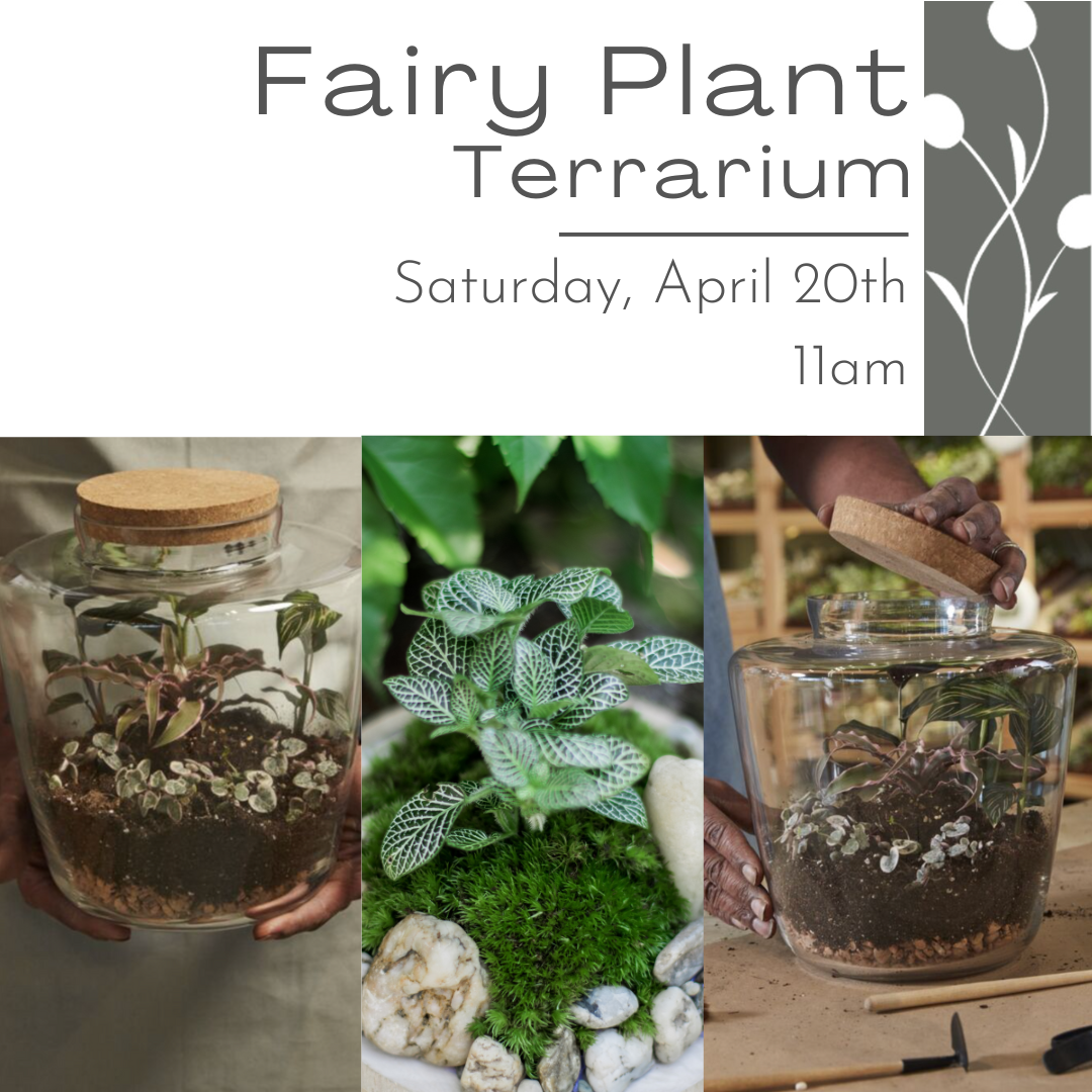 Fairy Plant Terrarium April 20th