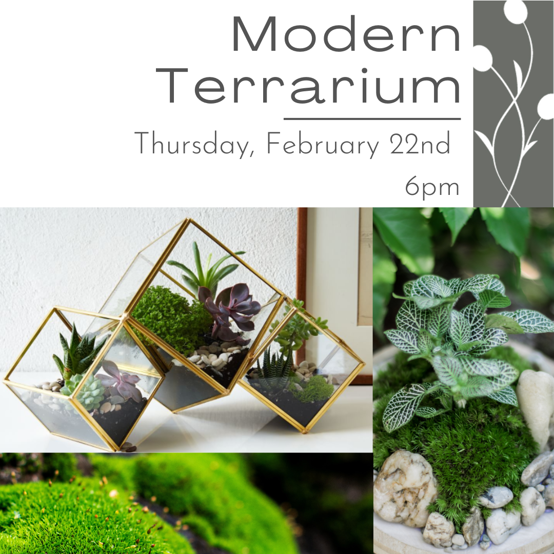Modern Terrarium Feb 22nd