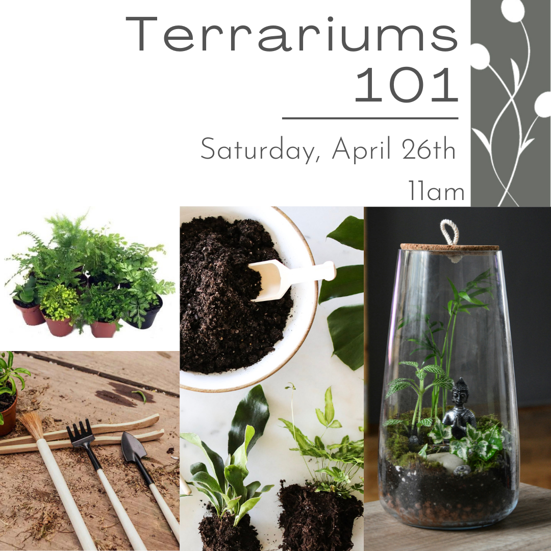 Terrarium Workshop - plant and care for a closed terrarium