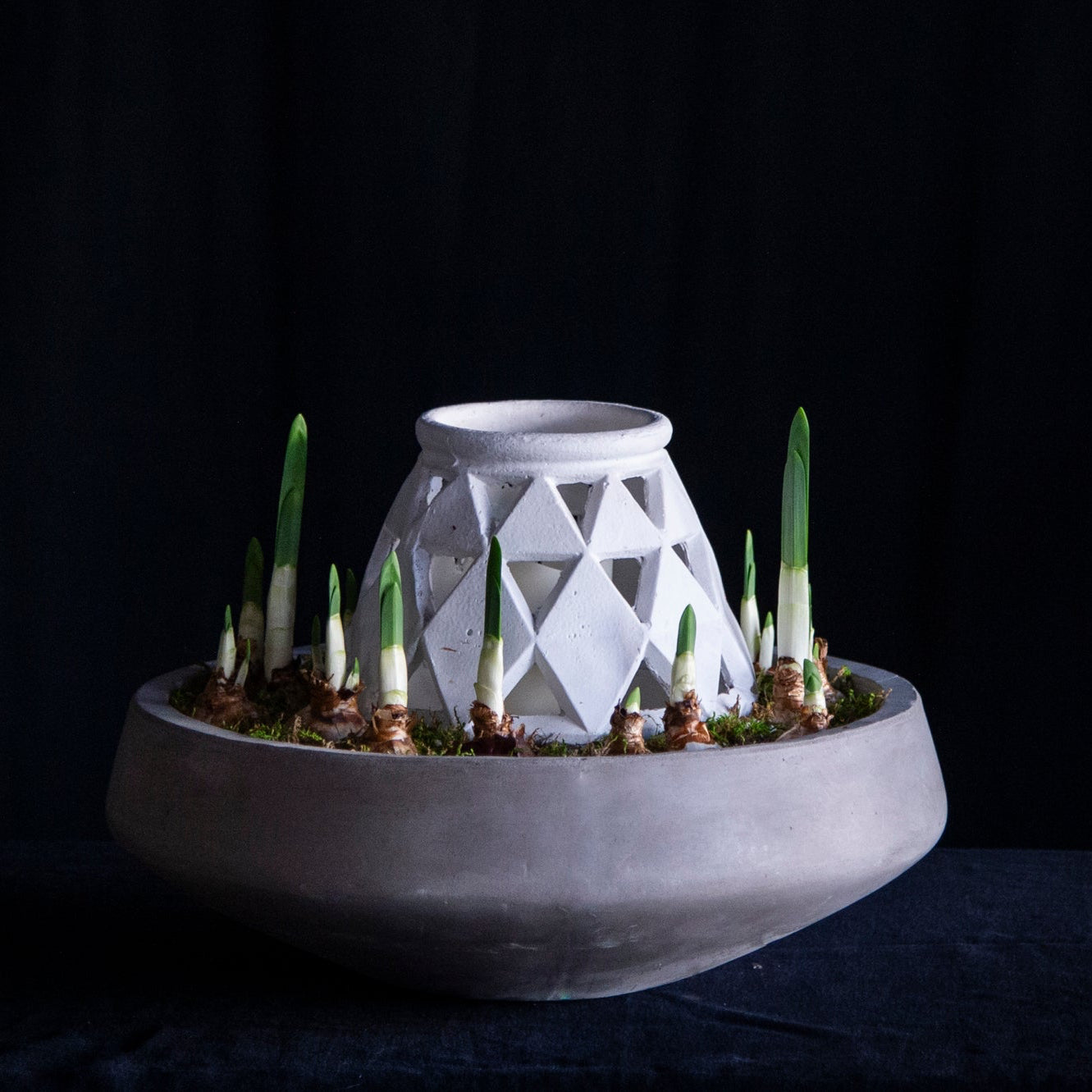 paper whites and lantern