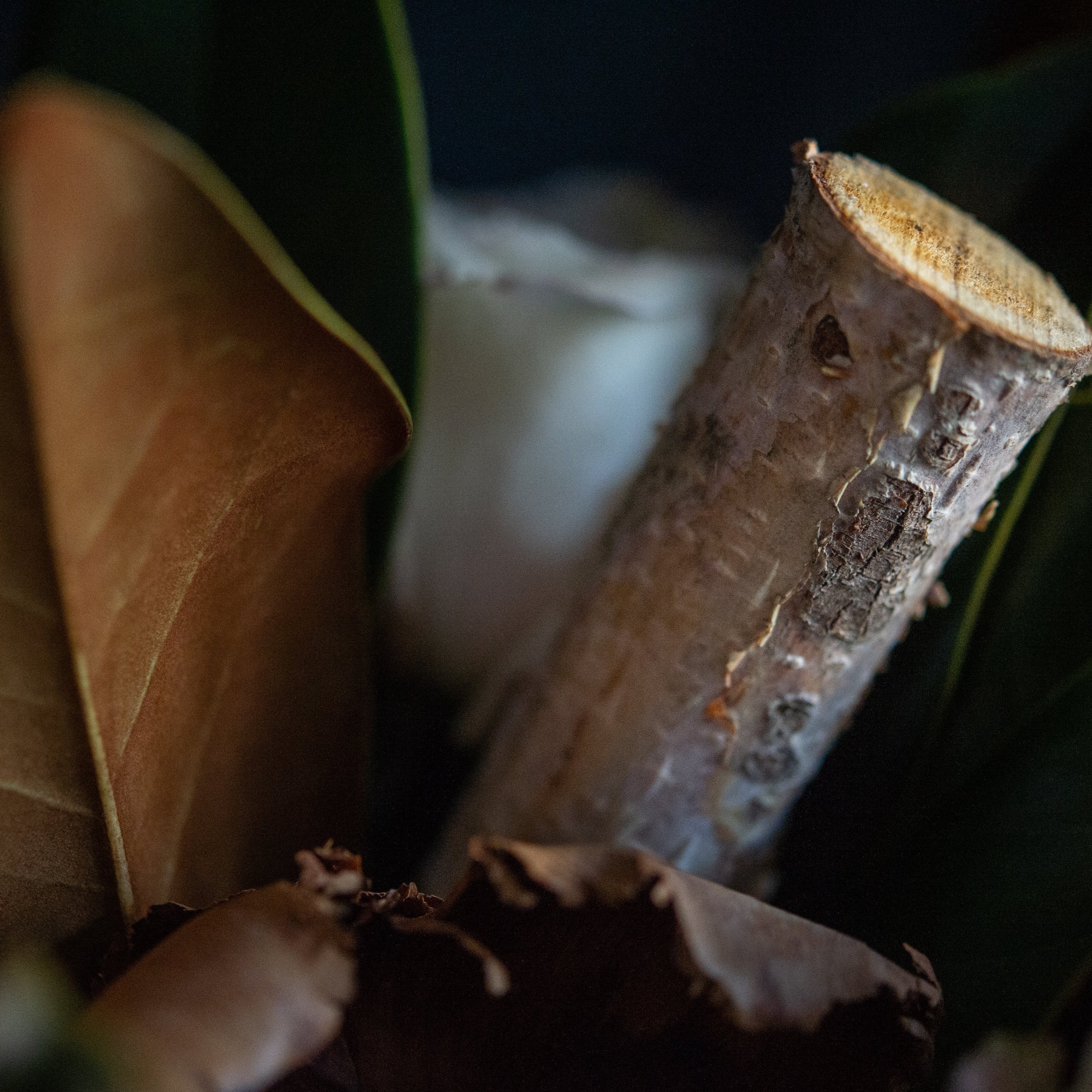 Holiday arrangement of birch and magnolia with roses created by a local florist