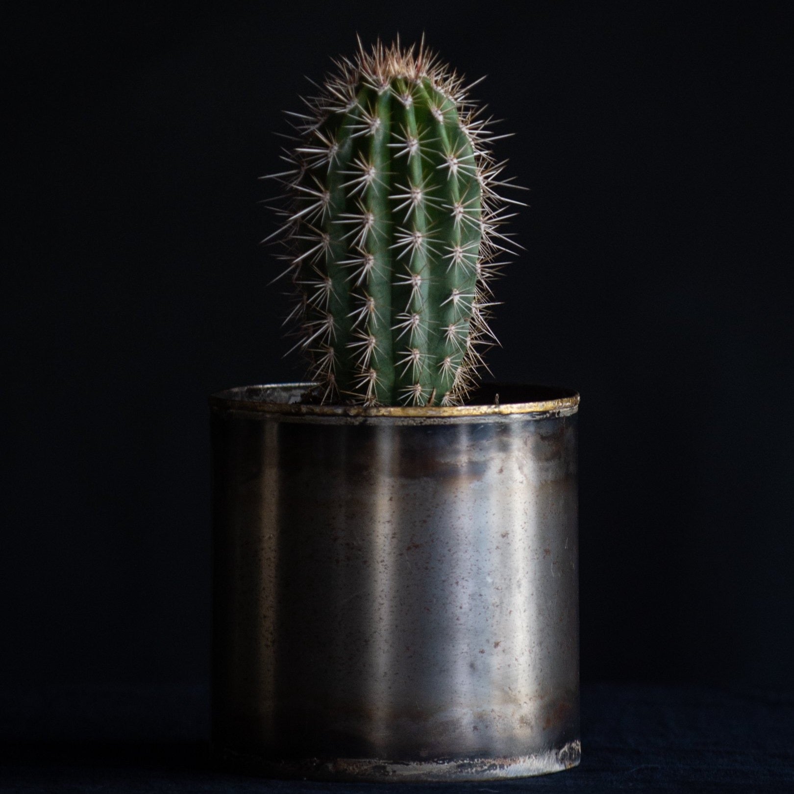 Potted Cactus Gift  in Metal Container