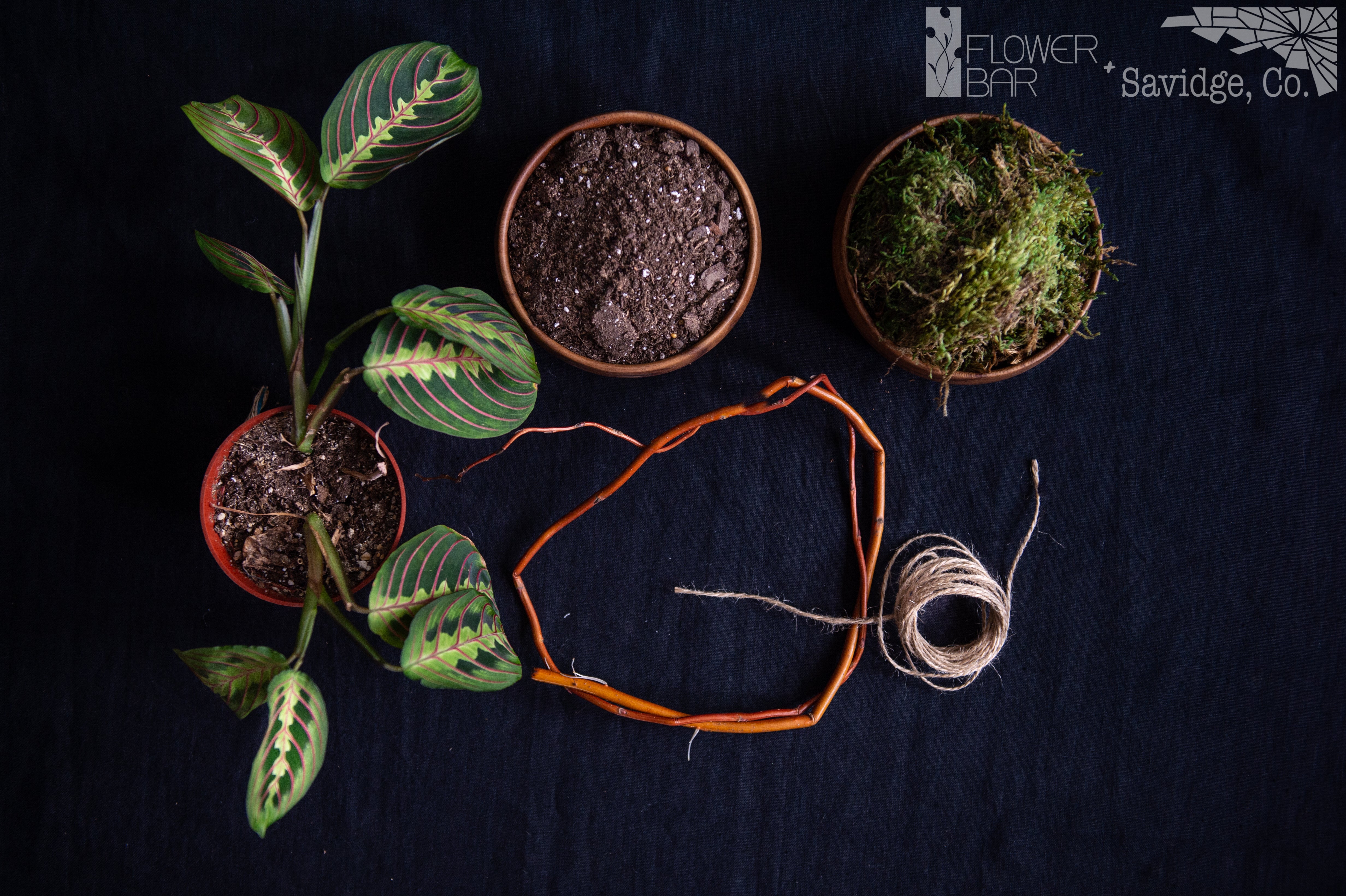 The Forest Plant Project ingredients pictured is a plant, soil, moss, branch, and twine