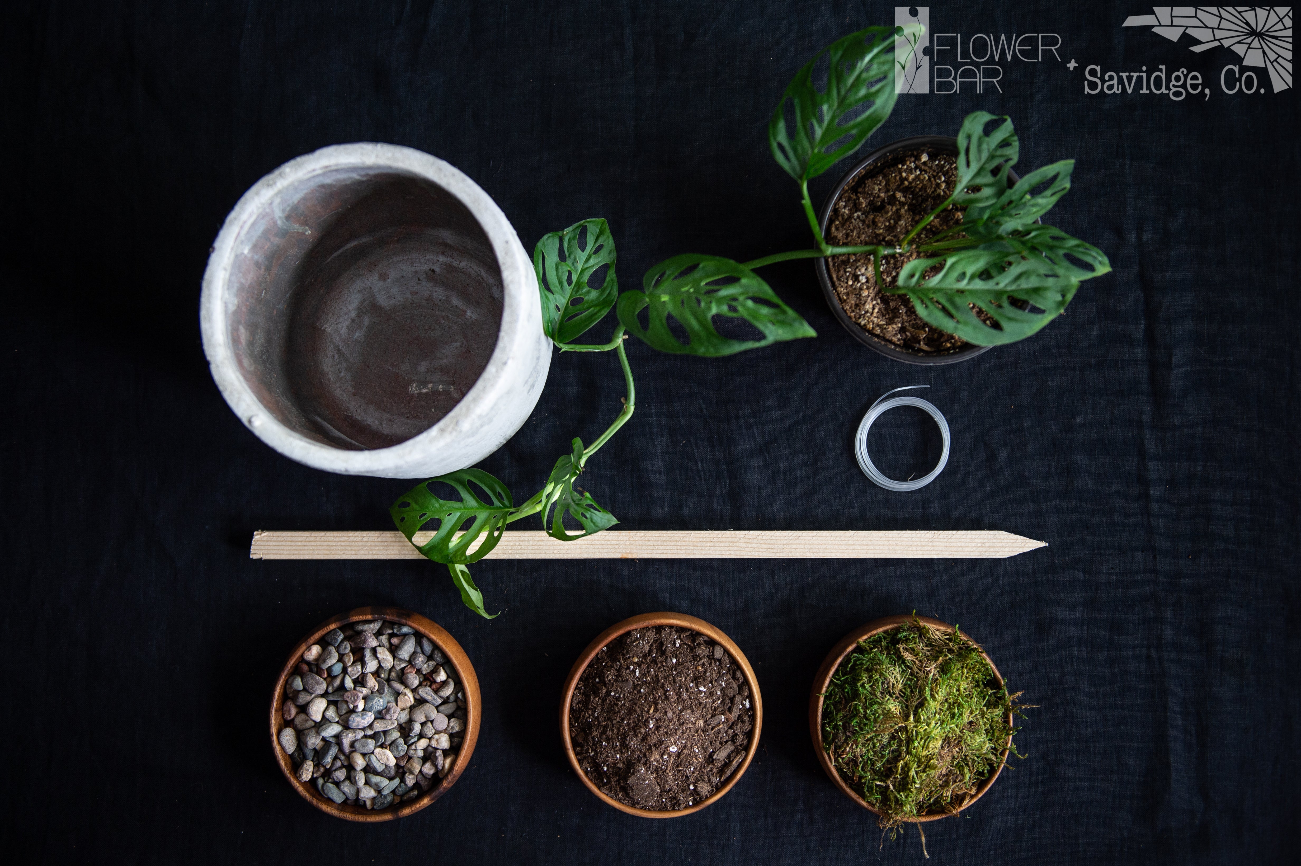 The Jungle Plant Project Ingredients. Soil, moss, rocks, large stake, container, monstera, twine