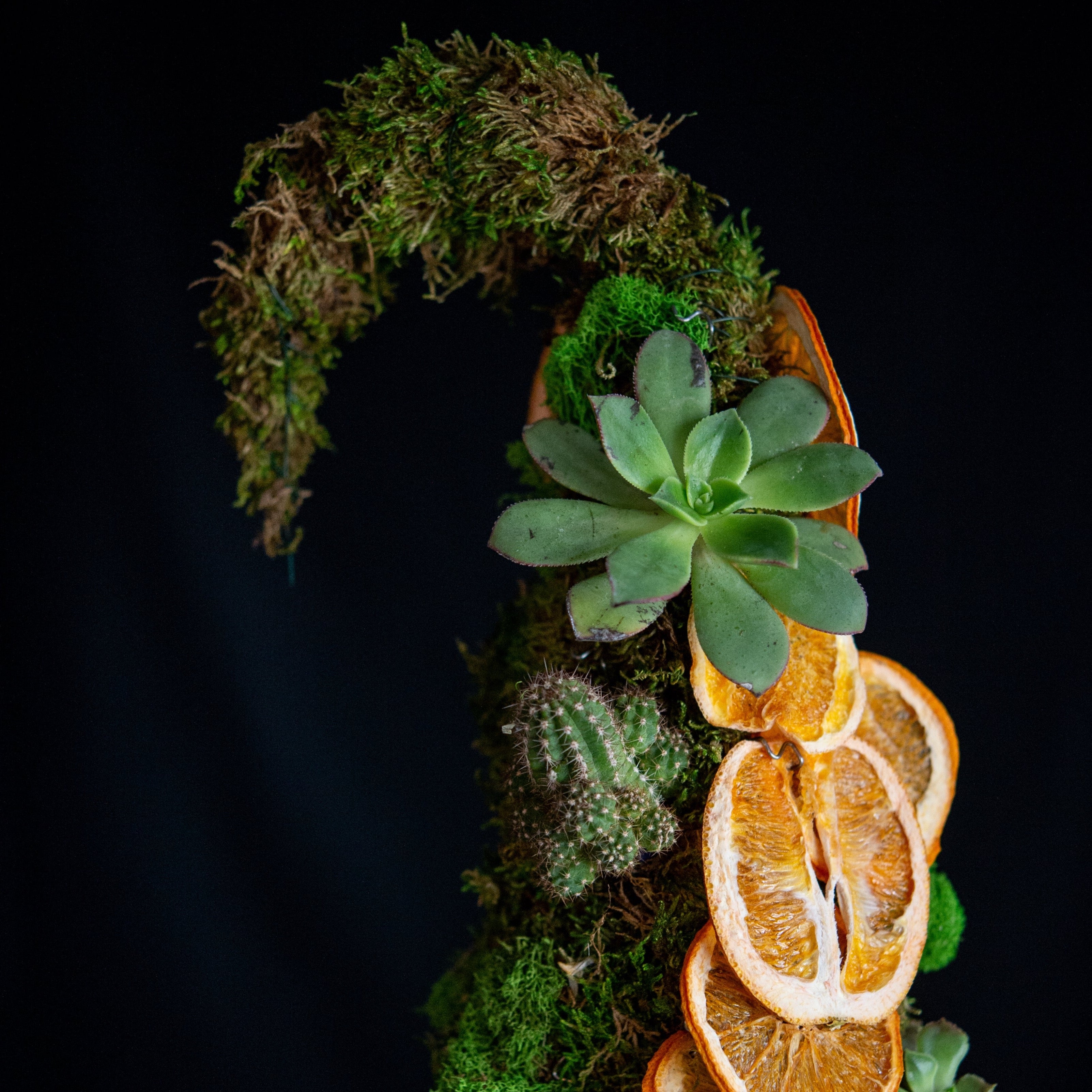 A very Whoville Dr. Suess inspired holiday tree with an Arizona Spin - citrus, cacti, and succulents adorn this moss tree. 