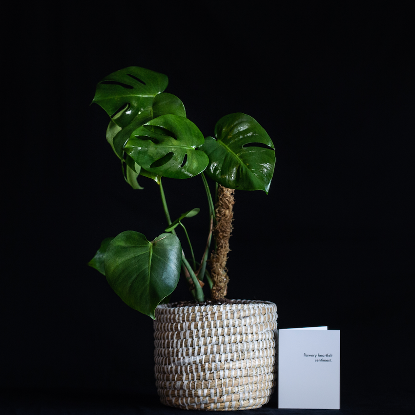 A potted Monstera plant in a woven basket with a moss pole