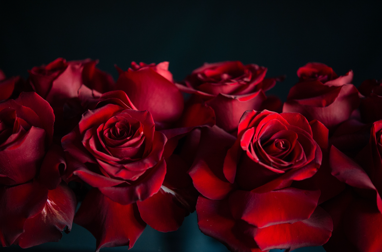 red roses for valentines day