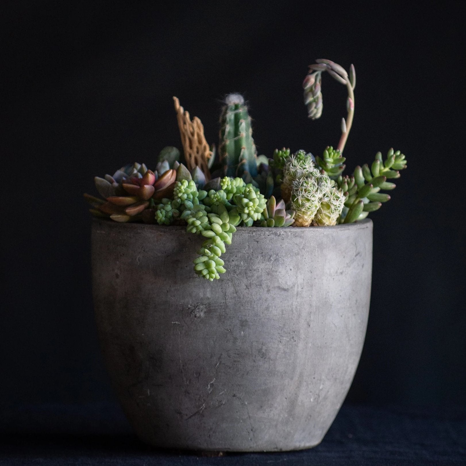 Premium Desert Terrarium -in a concrete vessel filled with succulents and cacti and finished with a cholla branch