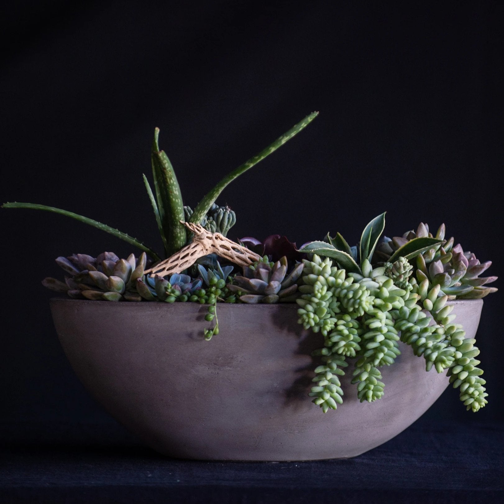 Succulents and cactus planted in a ceramic boat vessel finished with a cholla branch.