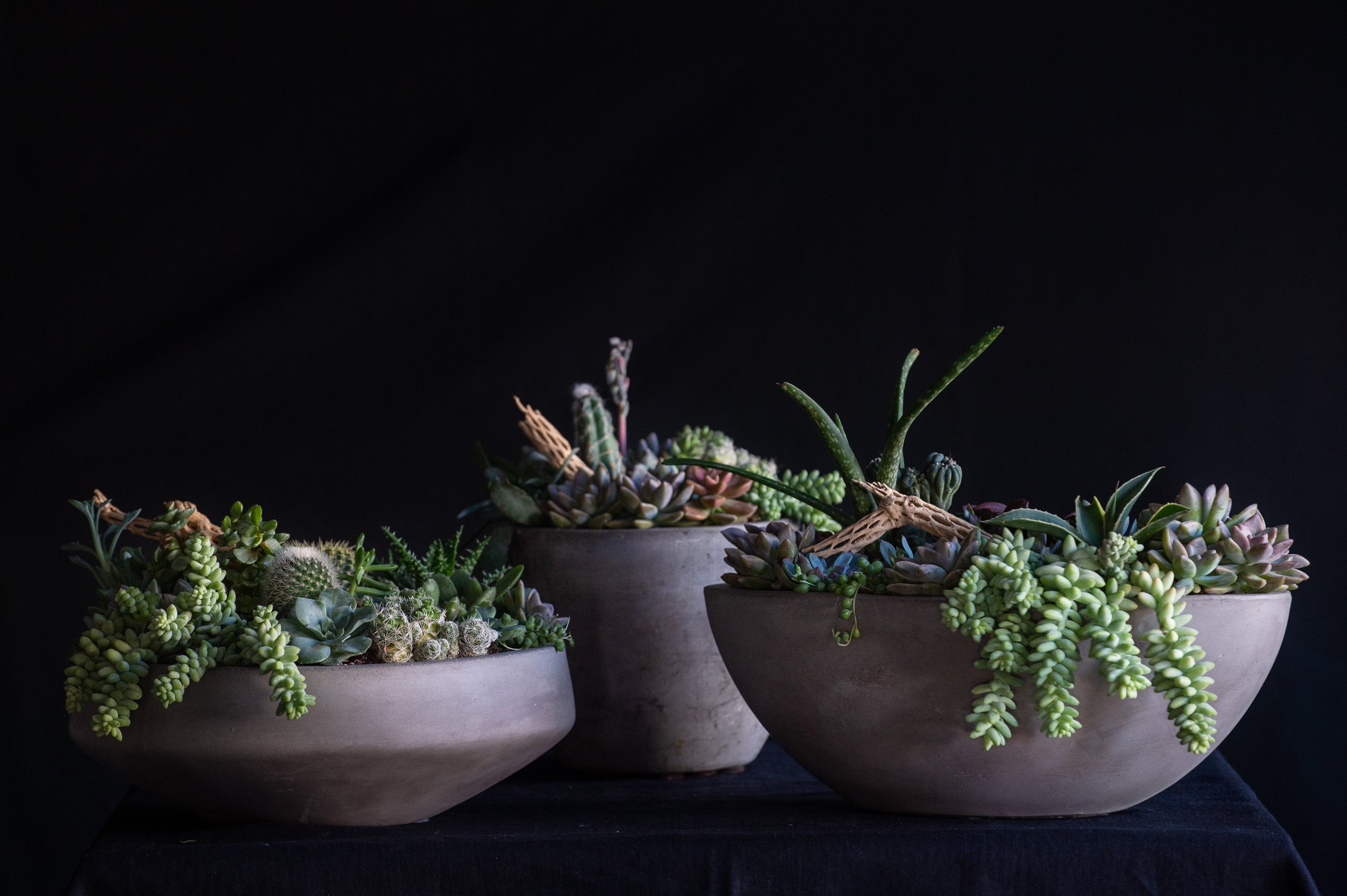 Desert Terrarium: Boat Vessel - Flower Bar