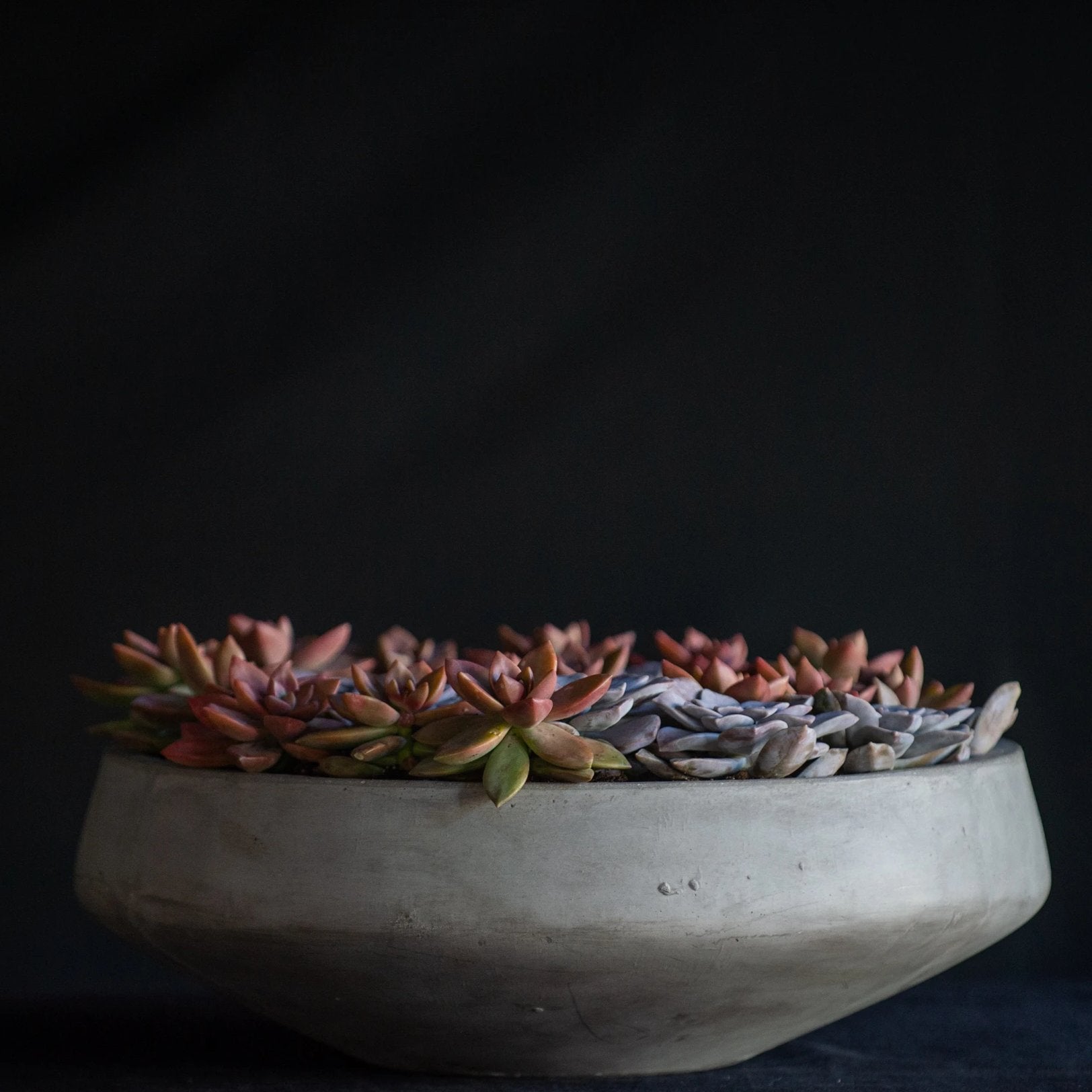 COVID SUCCS: Succulent Swirl - Flower Bar