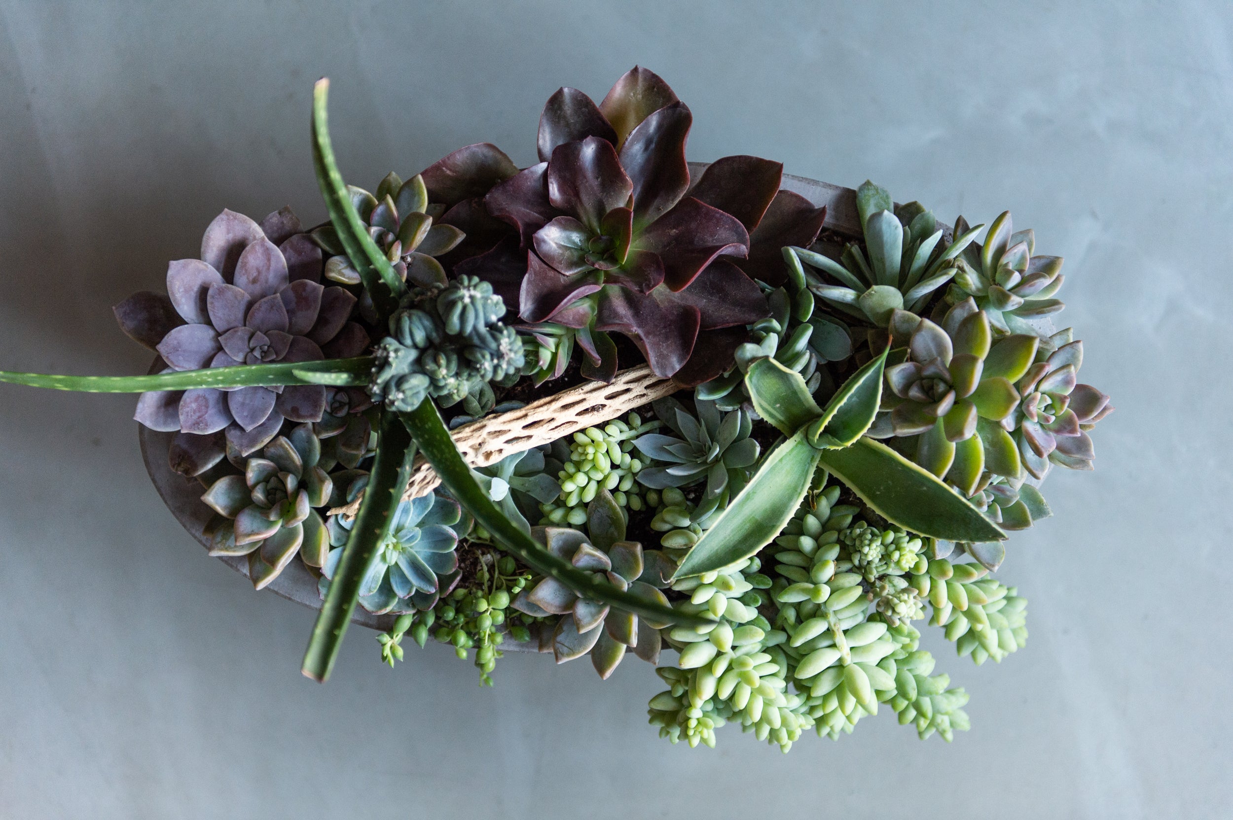 Desert Terrarium: Boat Vessel - Flower Bar