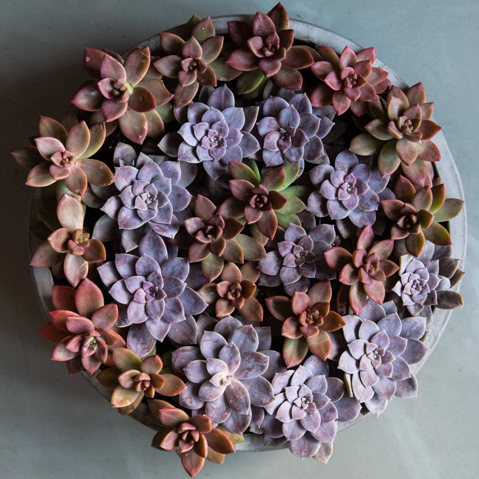 COVID SUCCS: Succulent Swirl - Flower Bar
