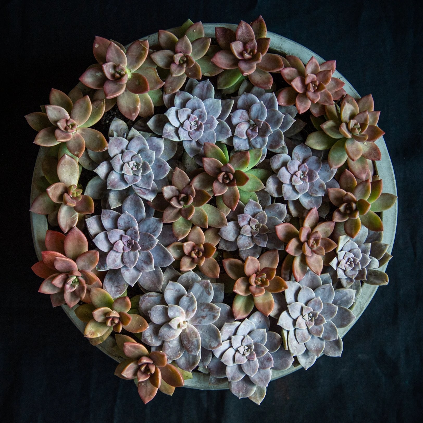 Two tone swirl of succulents in a concrete vessel