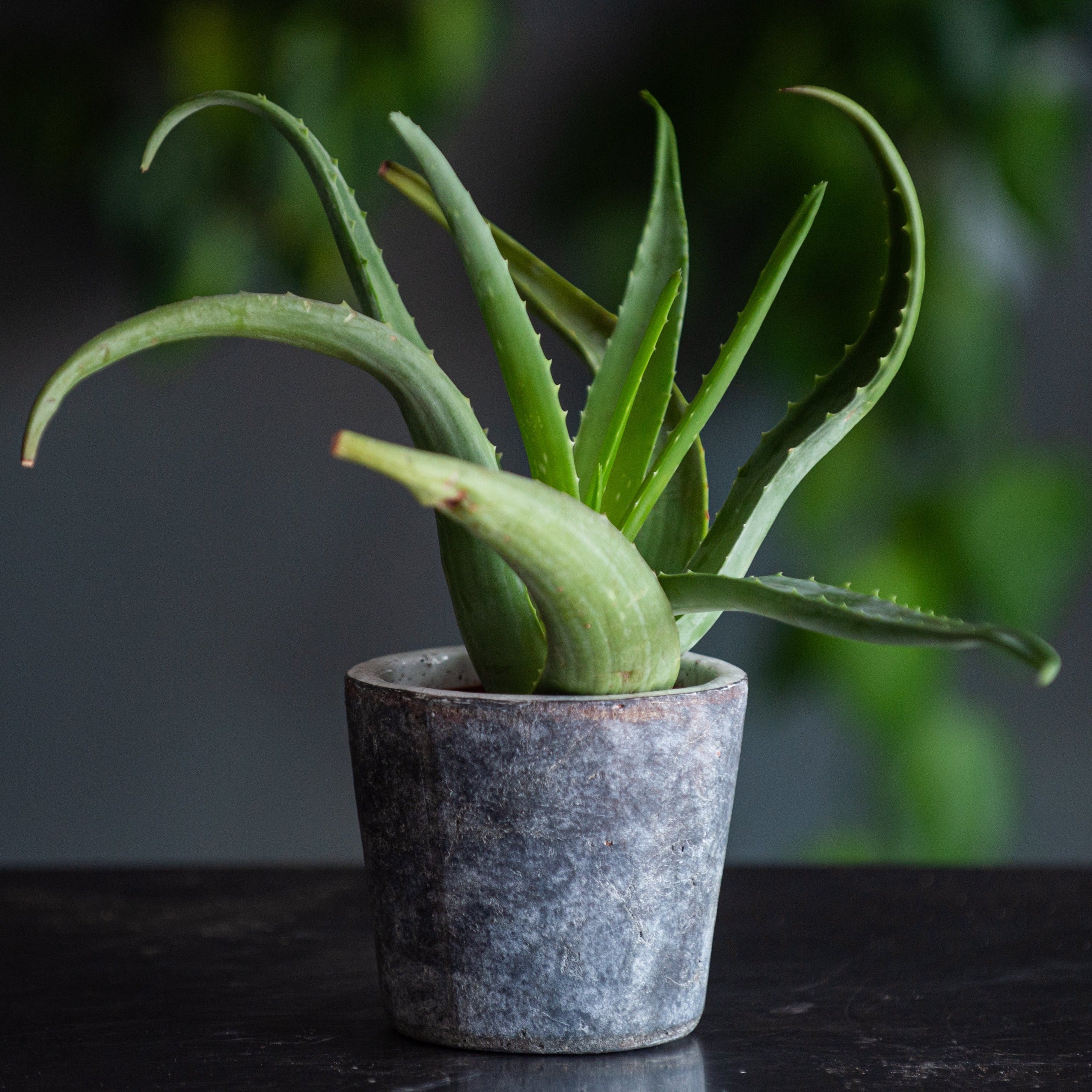 Aloe You Vera Much Plant is an Aloe in ceramic lined vessel with a concrete looking exterior