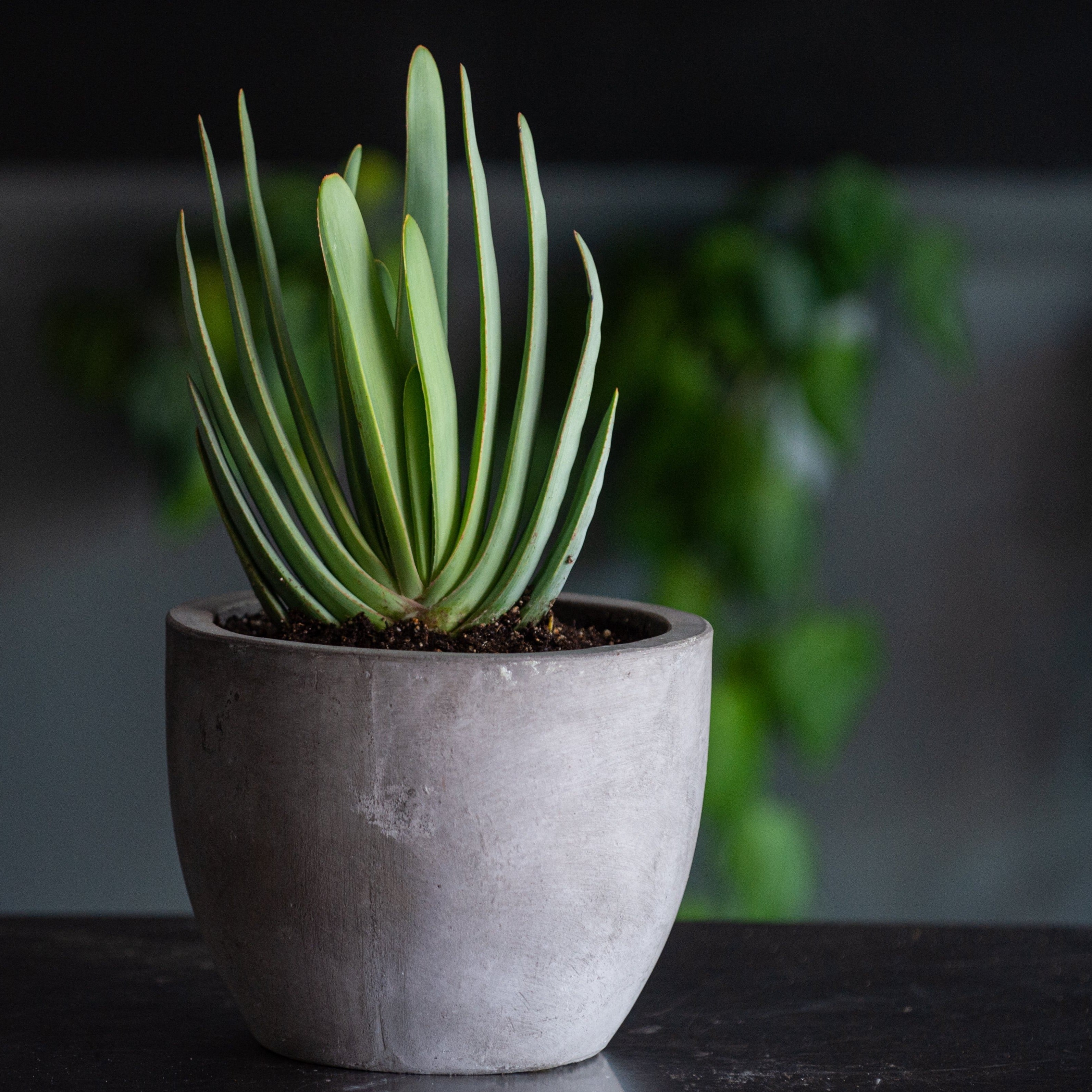 Large Fan Aloe planted in a modern concrete vessel 