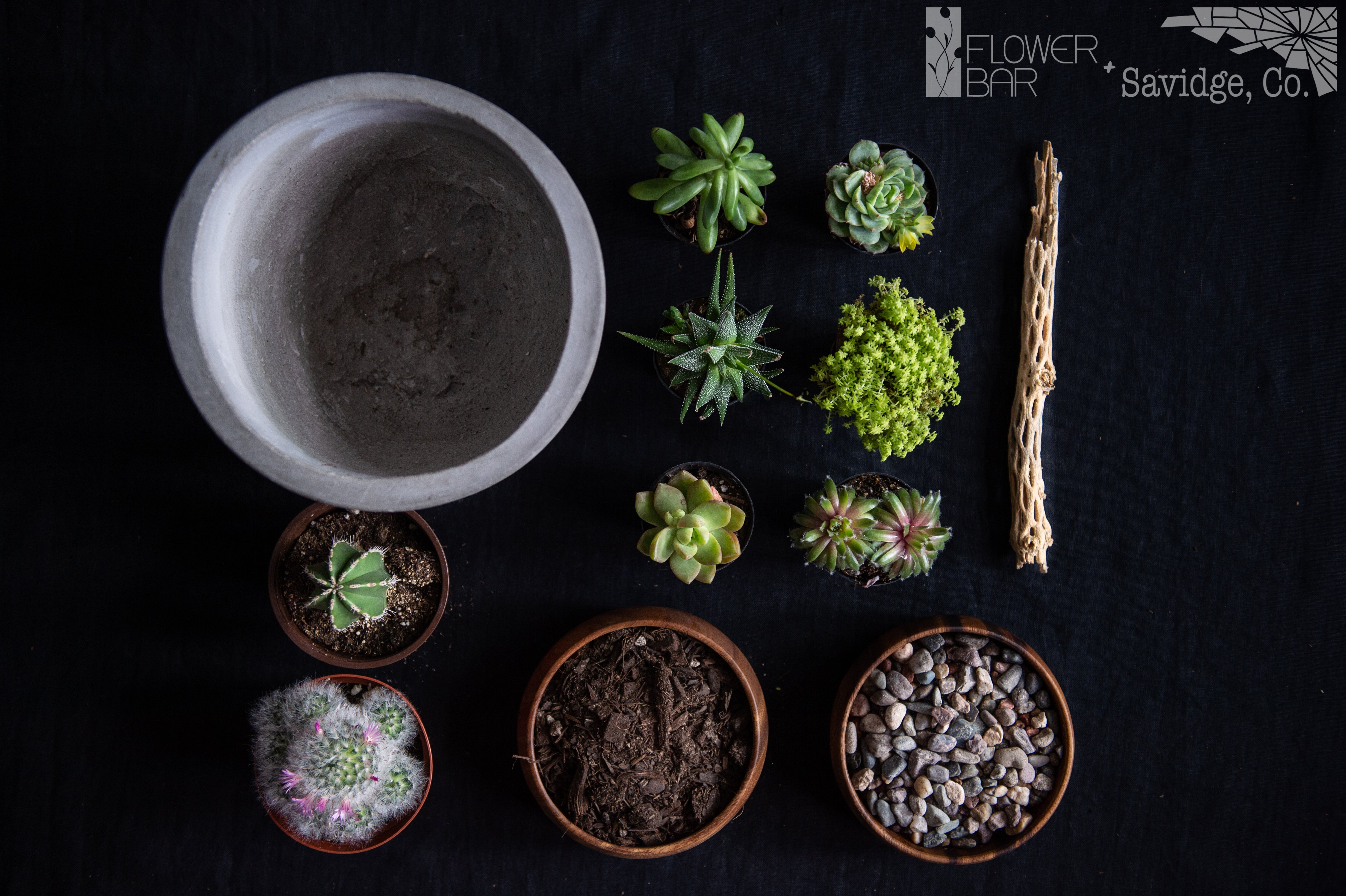 The Sonoran Plant Project Ingredients. Succulents and cactus, cholla branch, rocks, soil, concrete container