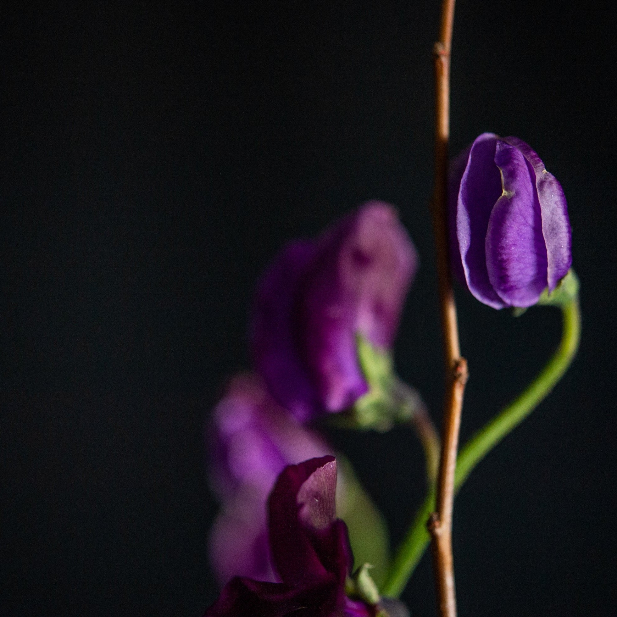 Sweet peas and blooming branches for spring flowers