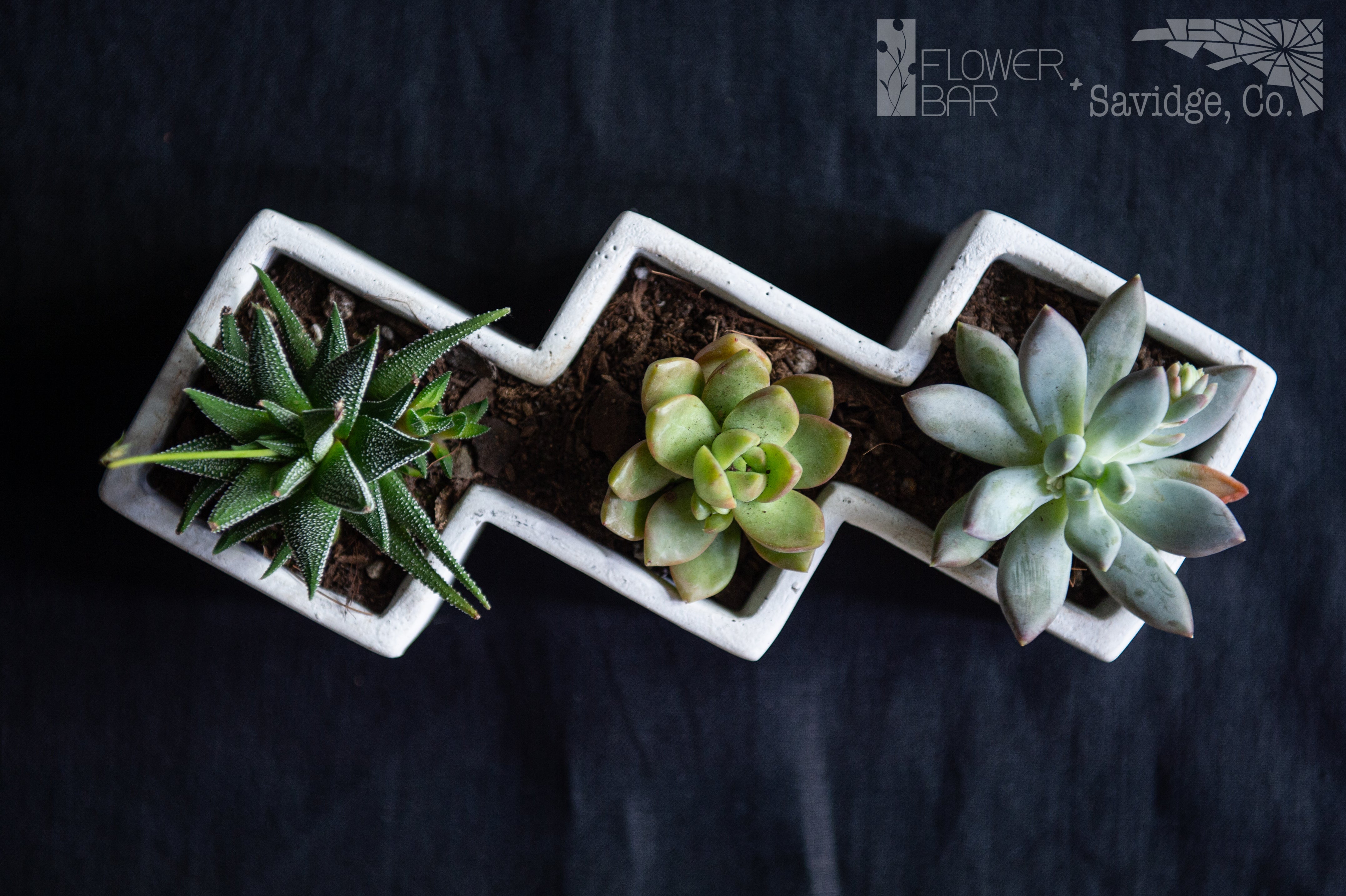 White ceramic zig zag planter with three succulents planted in it