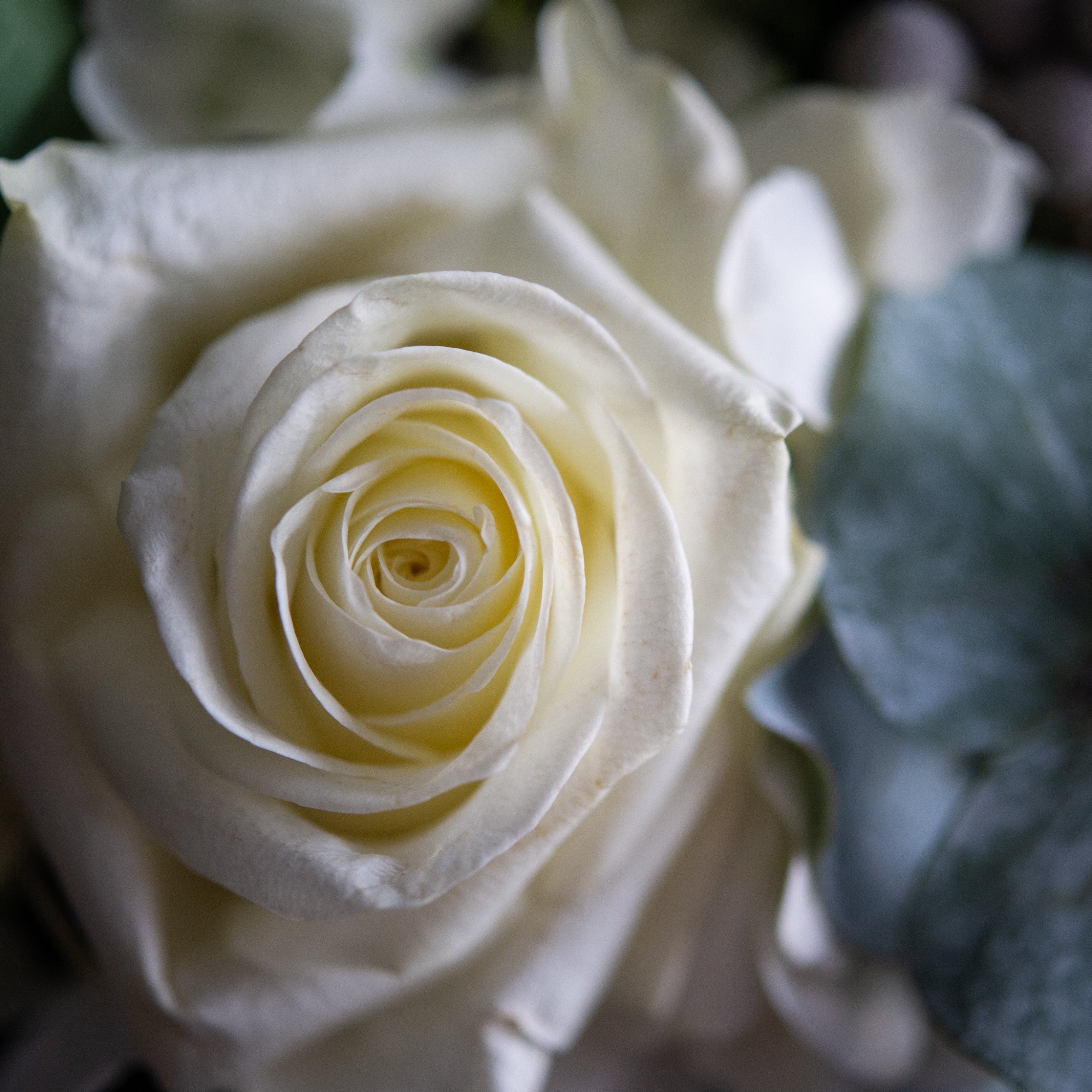  Holiday greens, magnolia leaves, brunia berries, silver bells, and eucalyptus perfectly compliment the creamy winter whites of tulips, roses, hydrangea, and even cotton bolls